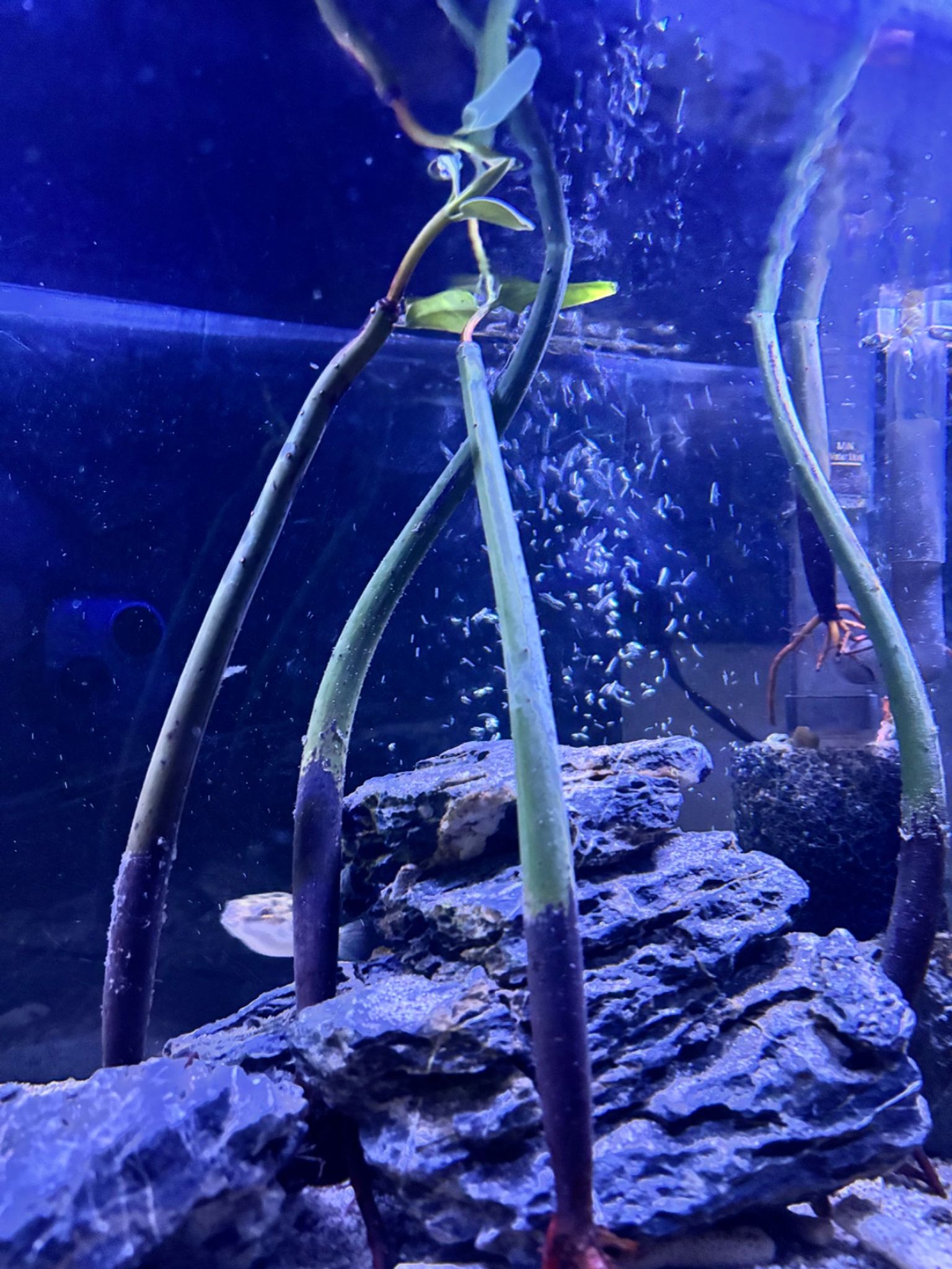 Mangrove Pack of 3