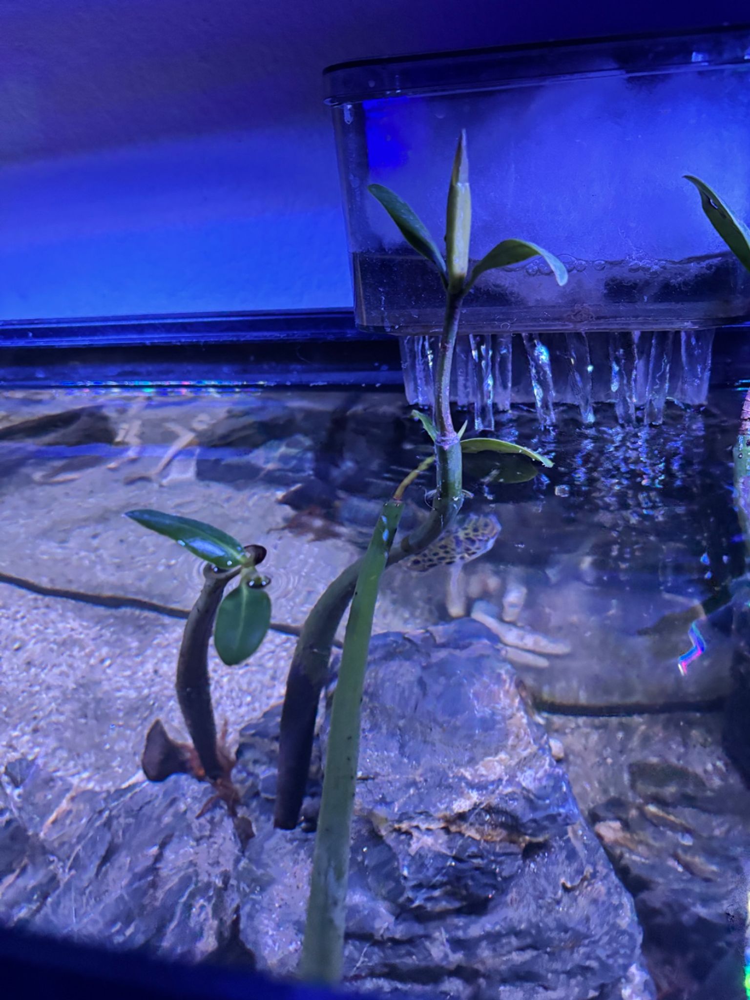 Mangrove Pack of 3