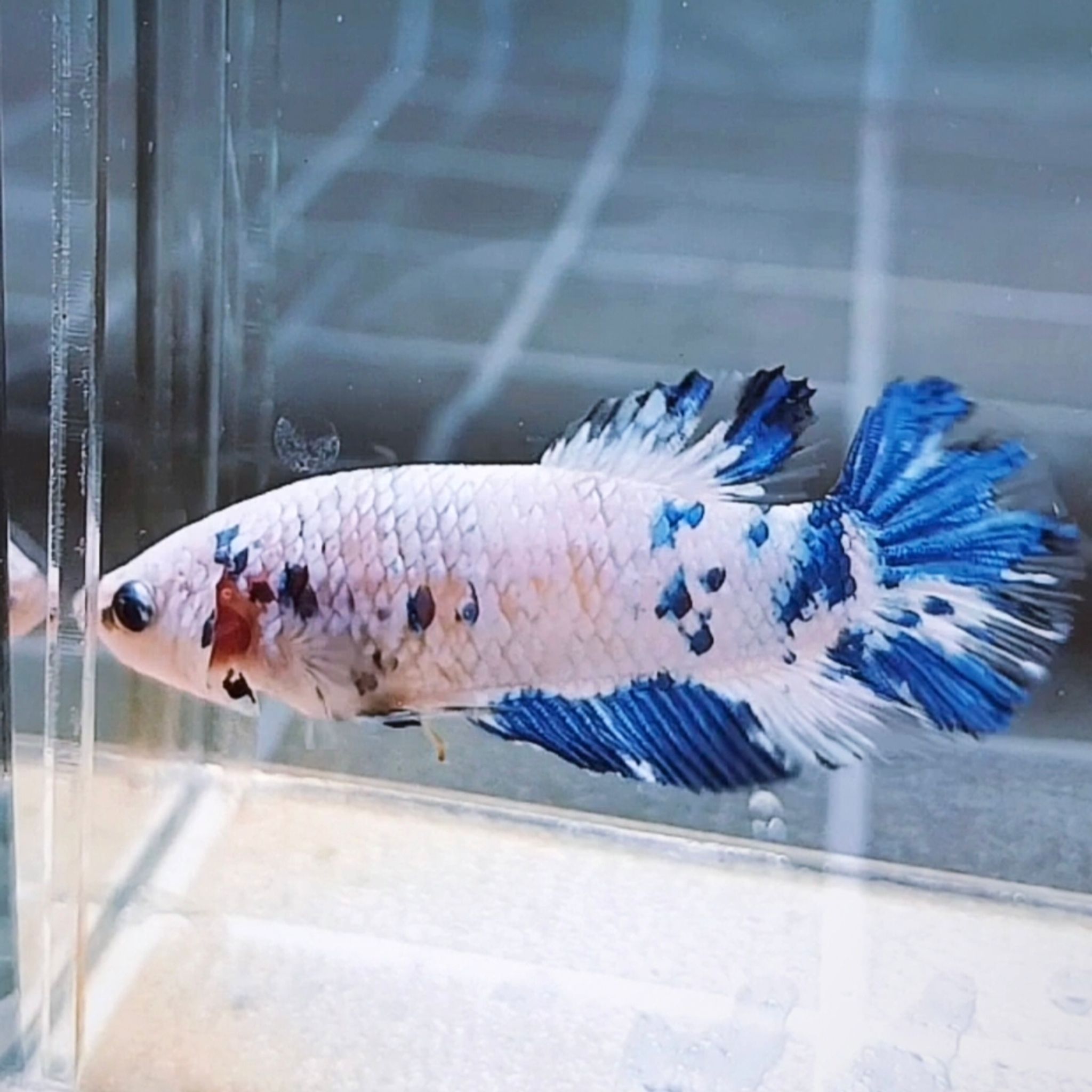 Marble Dot-dot Giant Betta (Female)