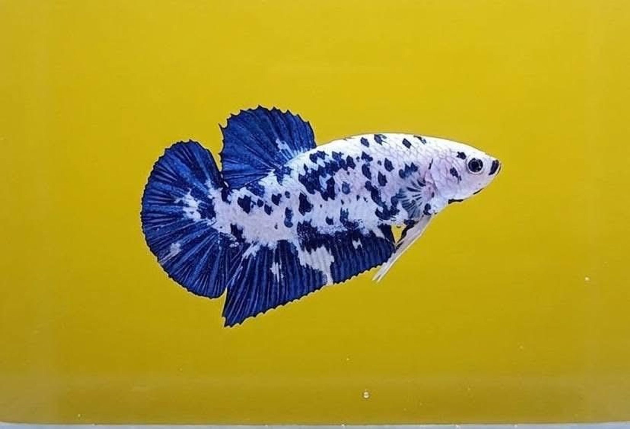 Marble Dot-dot Giant Betta (Female)