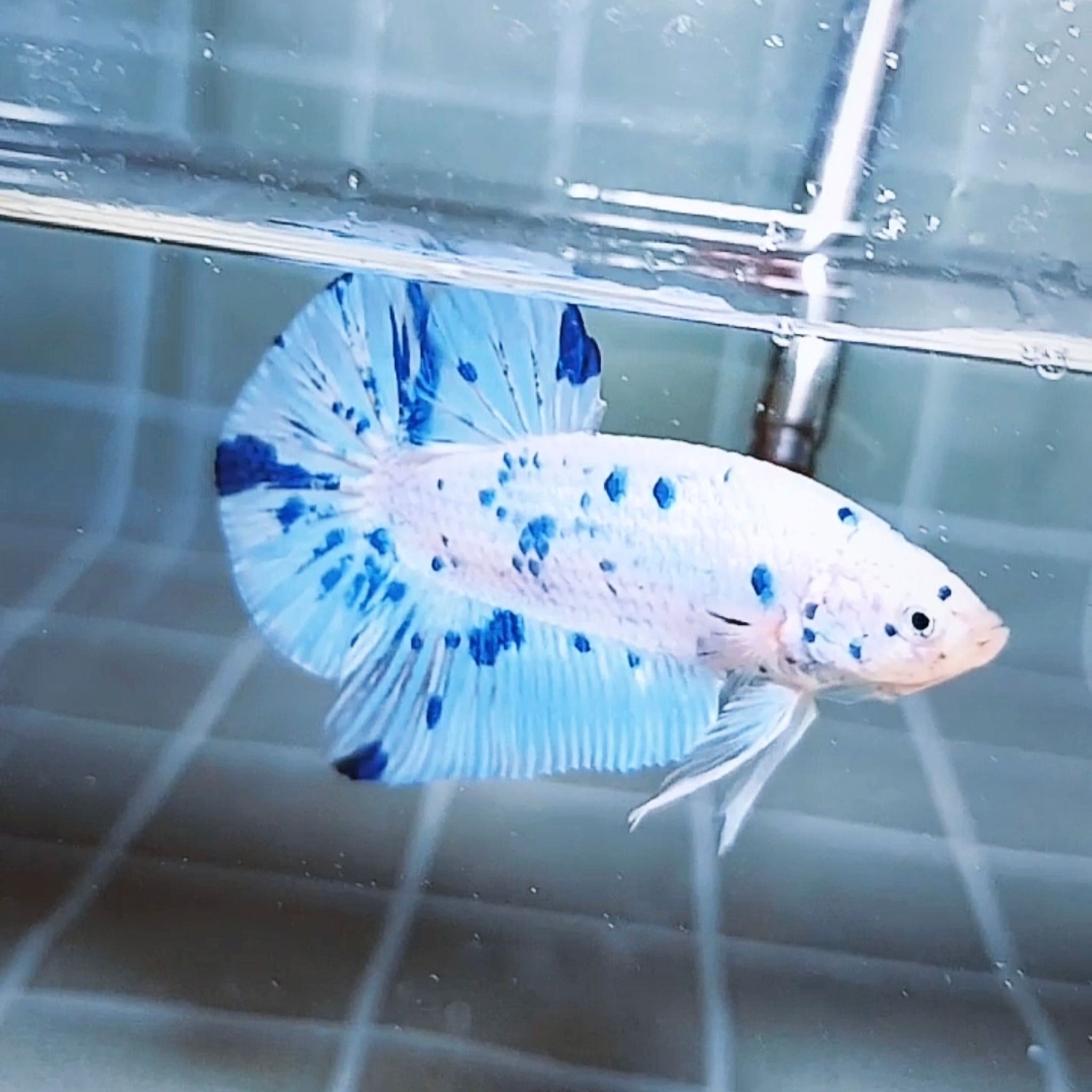 Marble Dot-dot Giant Betta (Male)