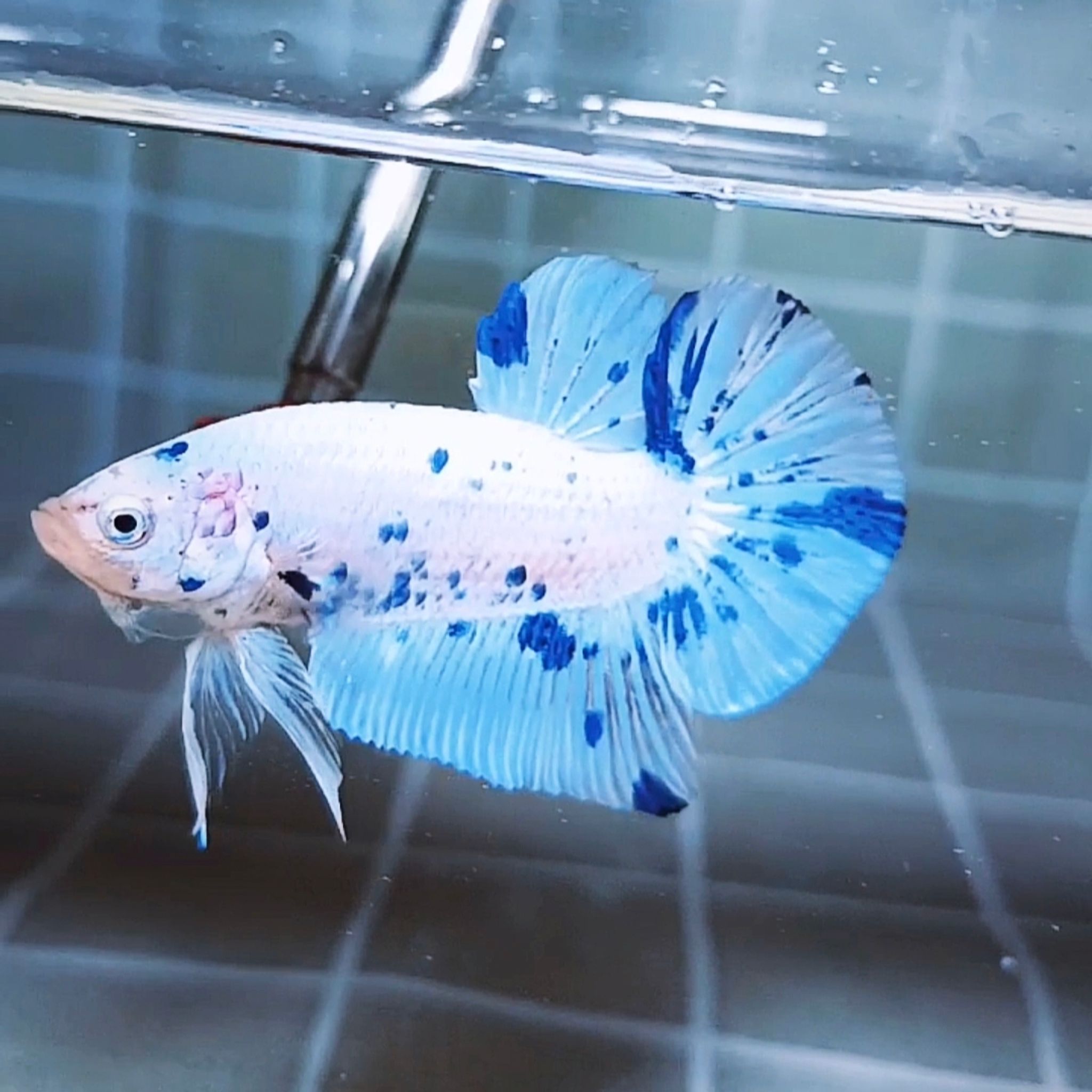 Marble Dot-dot Giant Betta (Male)