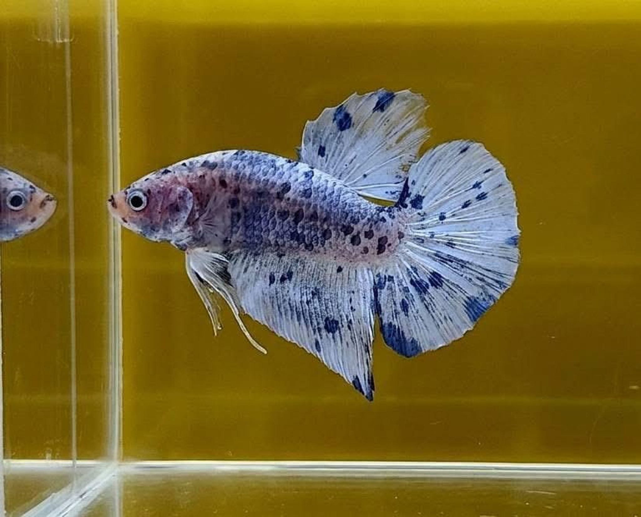 Marble Dot-dot Giant Betta (Male)