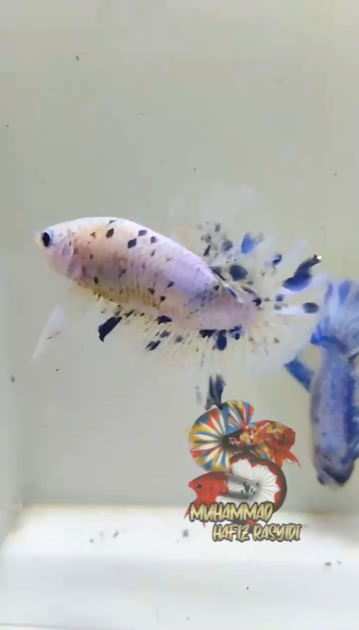 Marble dotdot