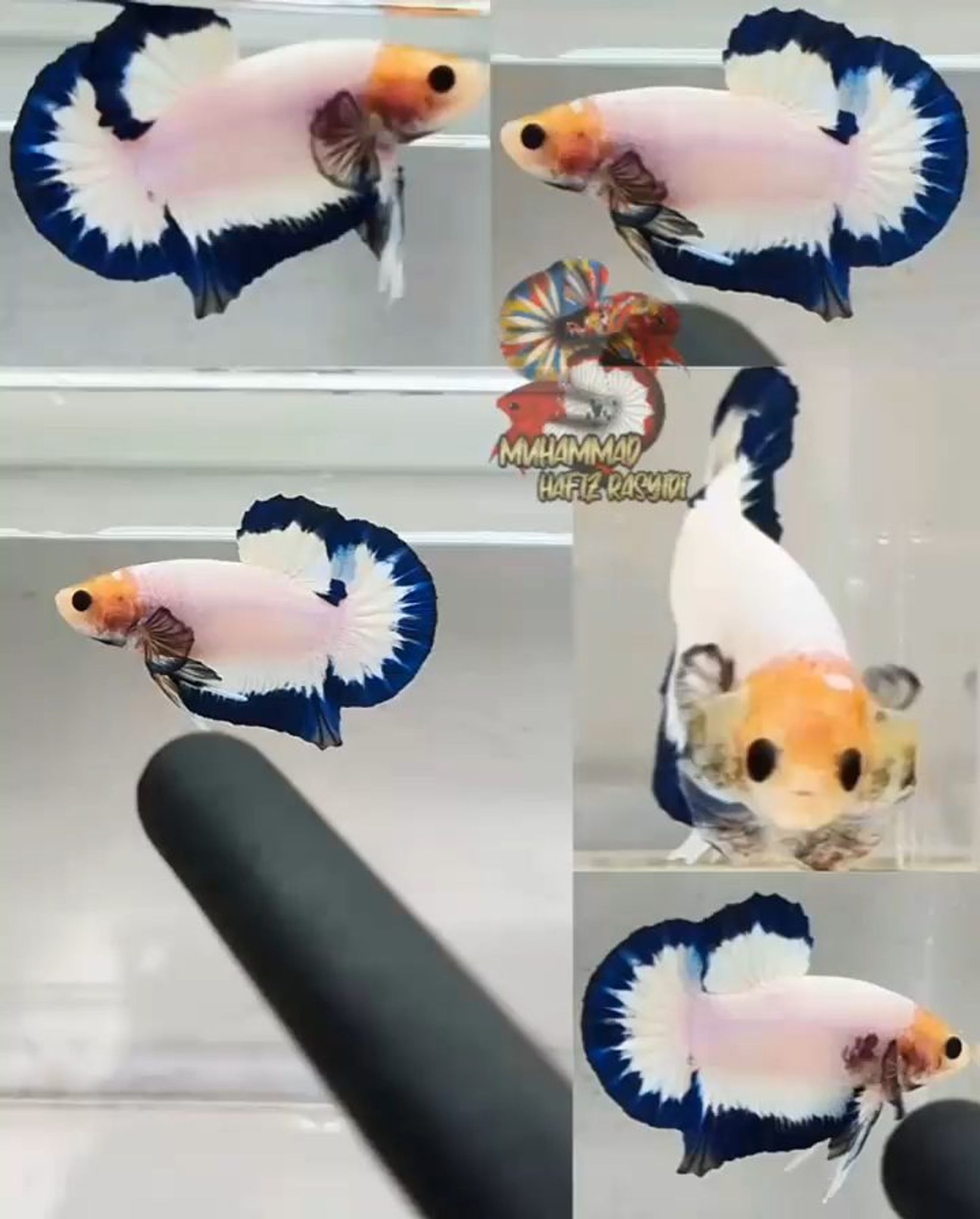 Marble dotdot
