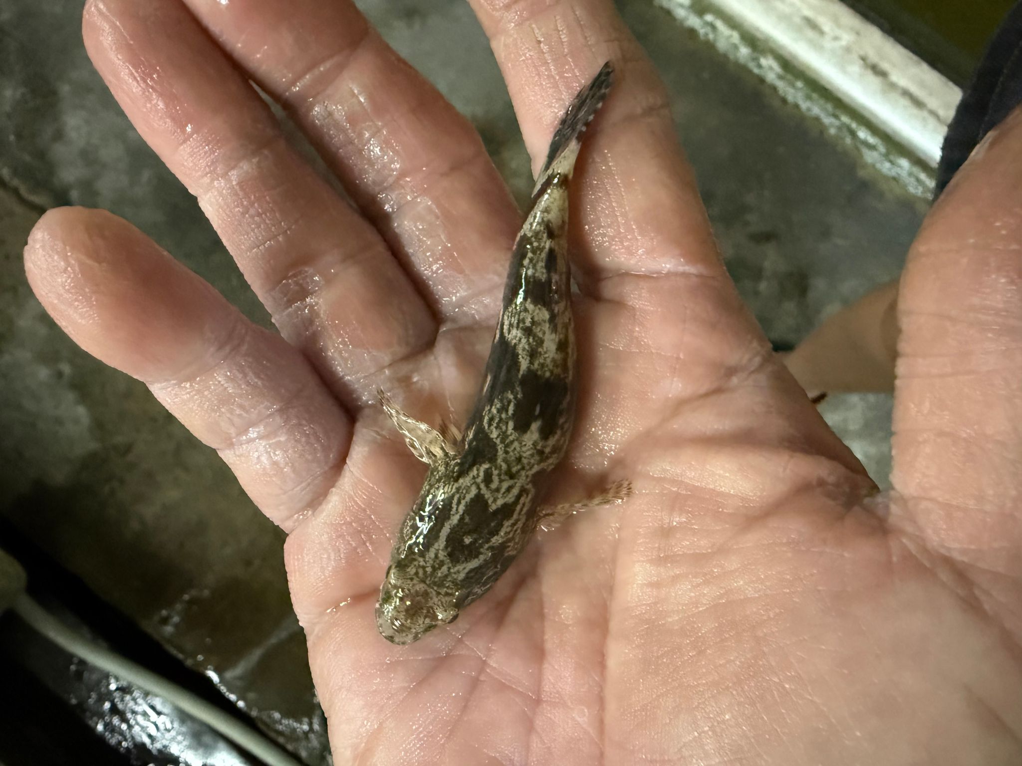 Marble goby