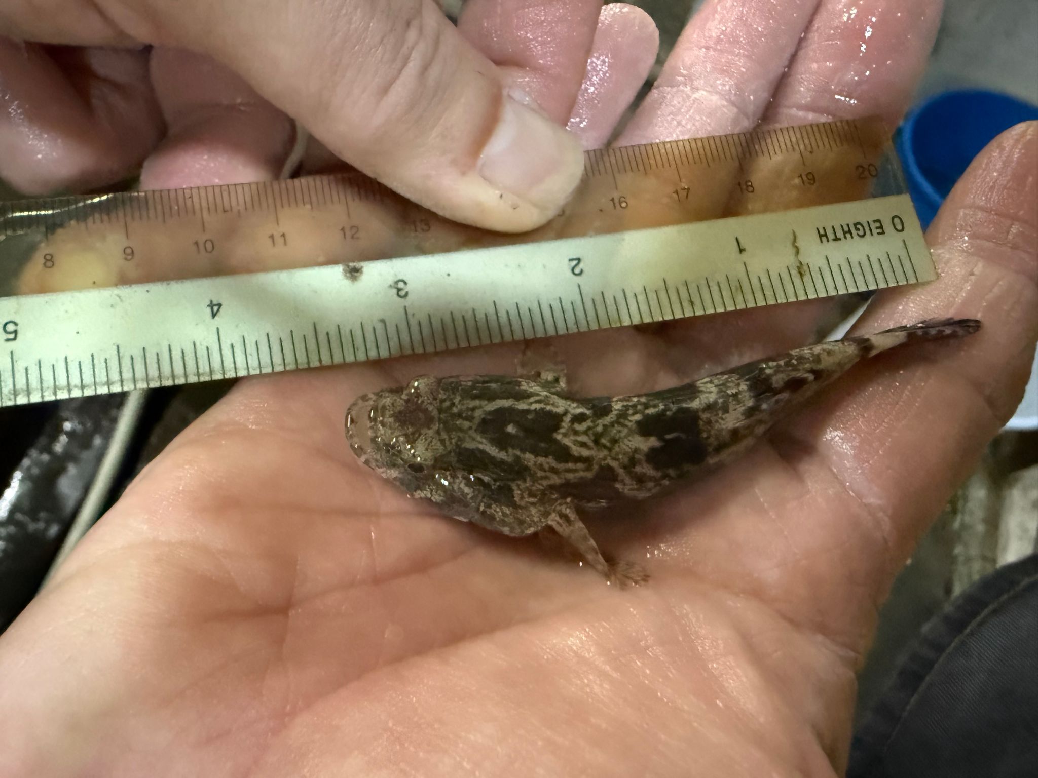 Marble goby