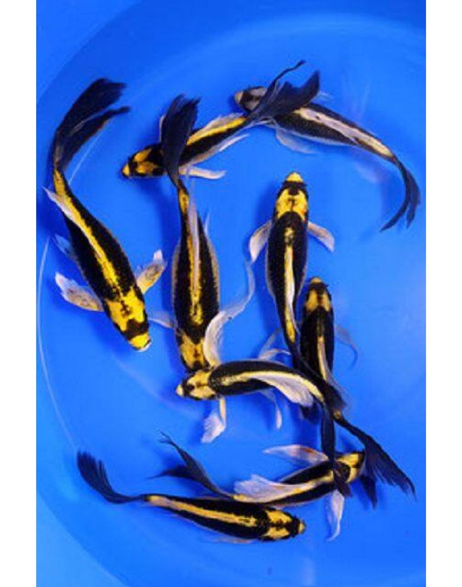 Mayan Koi Fish