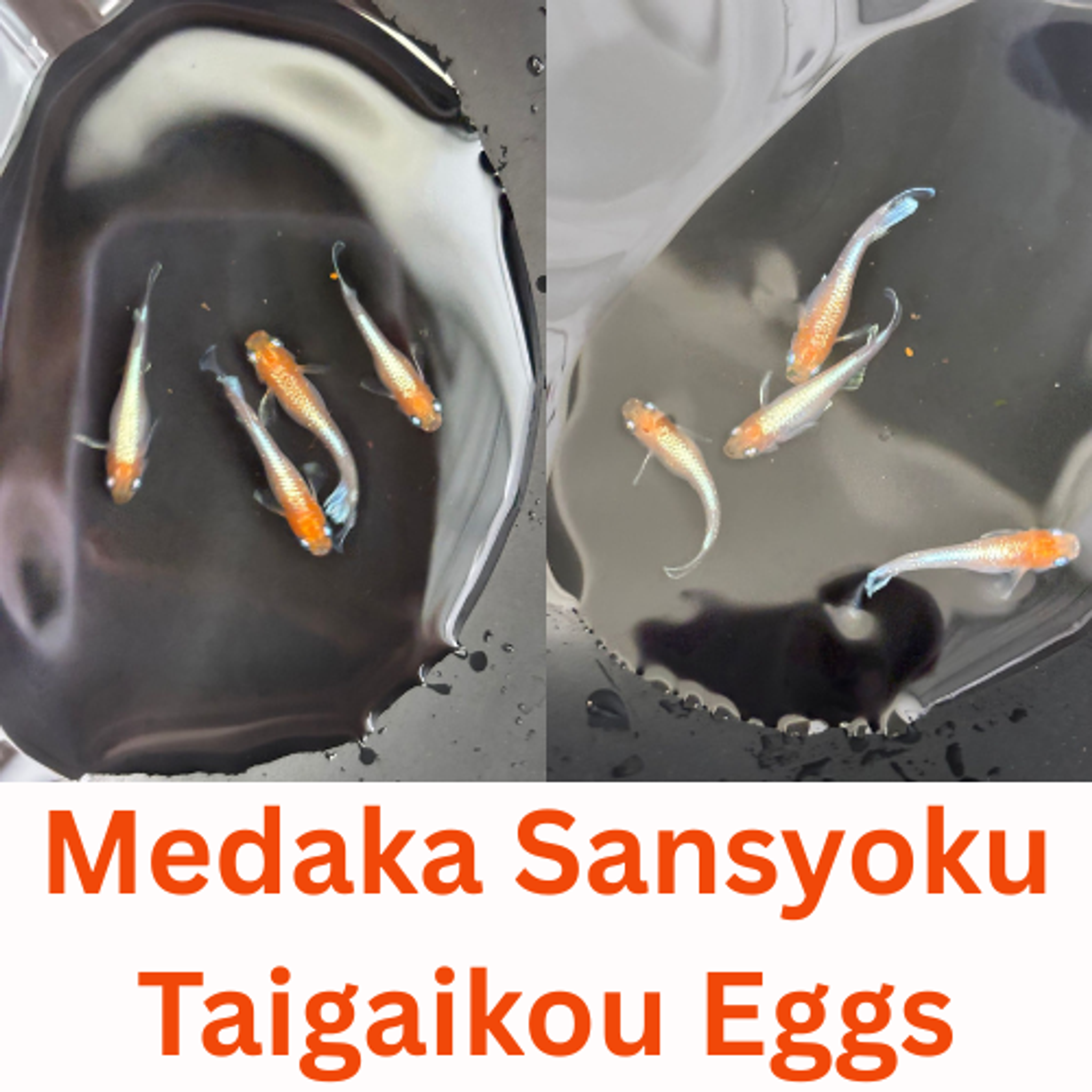 The Most Photographed Aquarium Fish in Singapore According to FishyHub Feed Data
