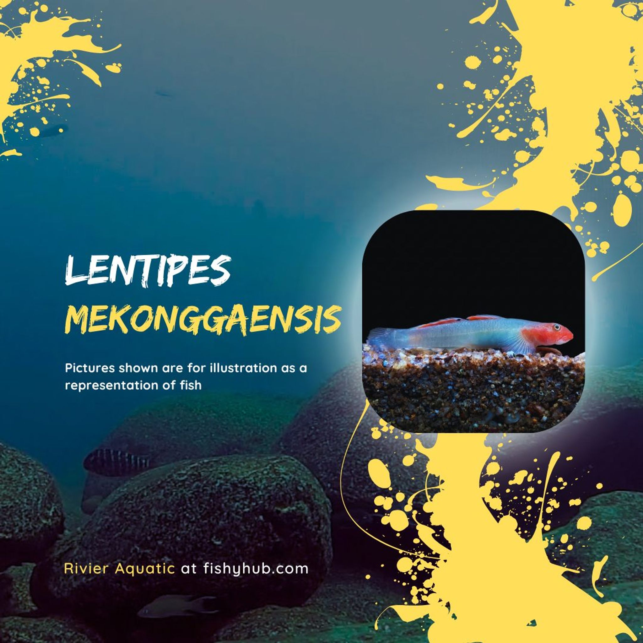 Mekongga Stream Goby (Lentipes Mekonggaensis)