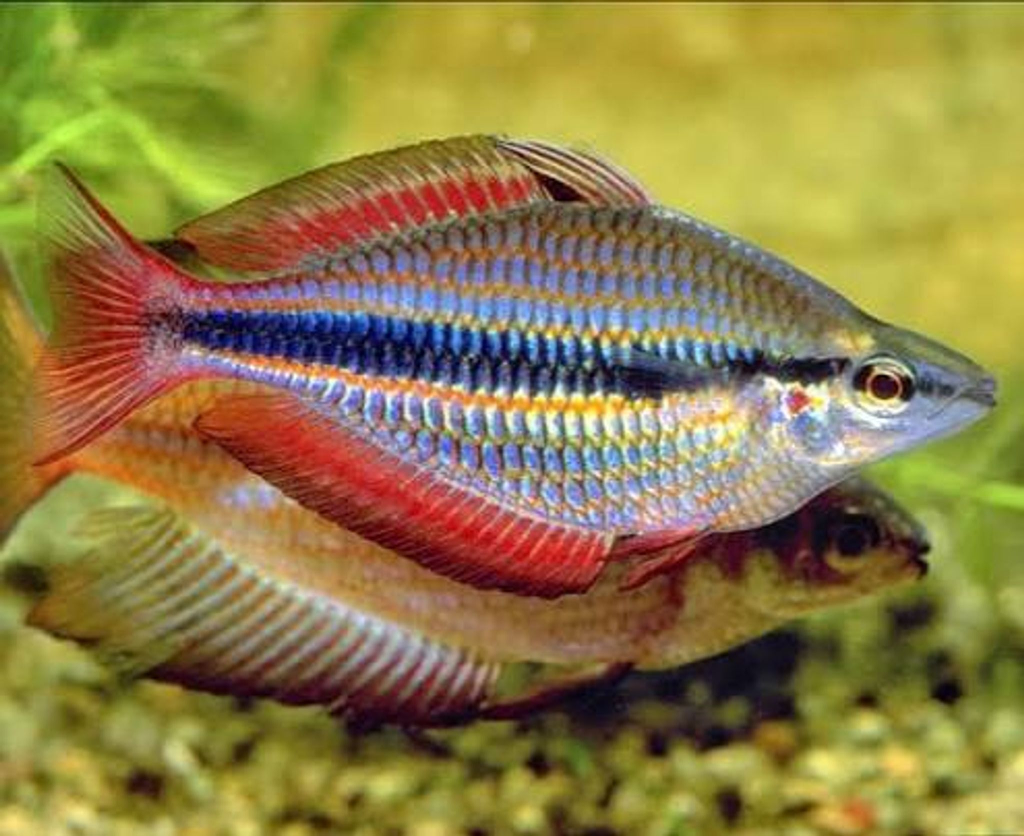 Melanotaenia Trifasciata "Goyder River"