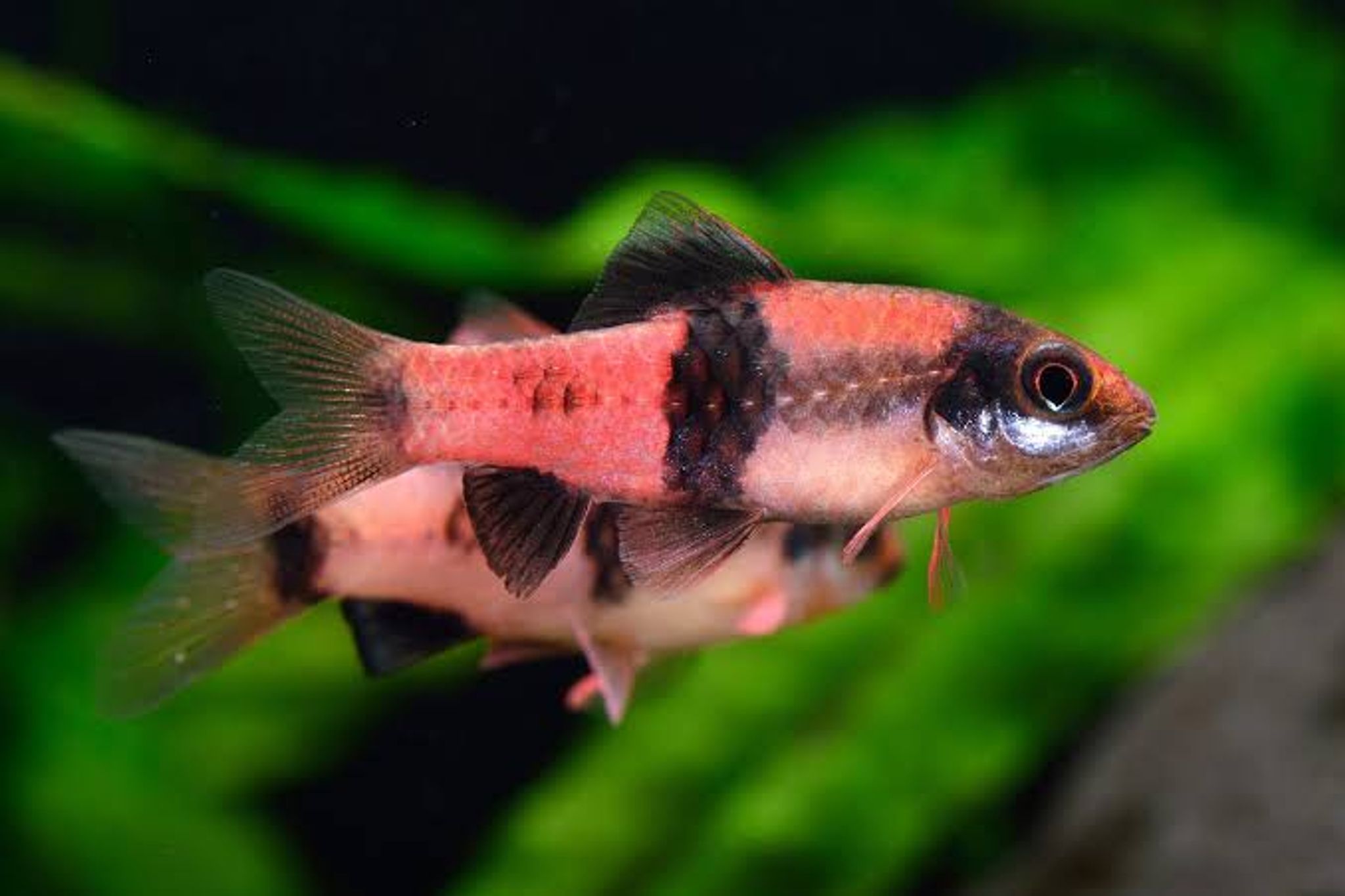 Melon Barb