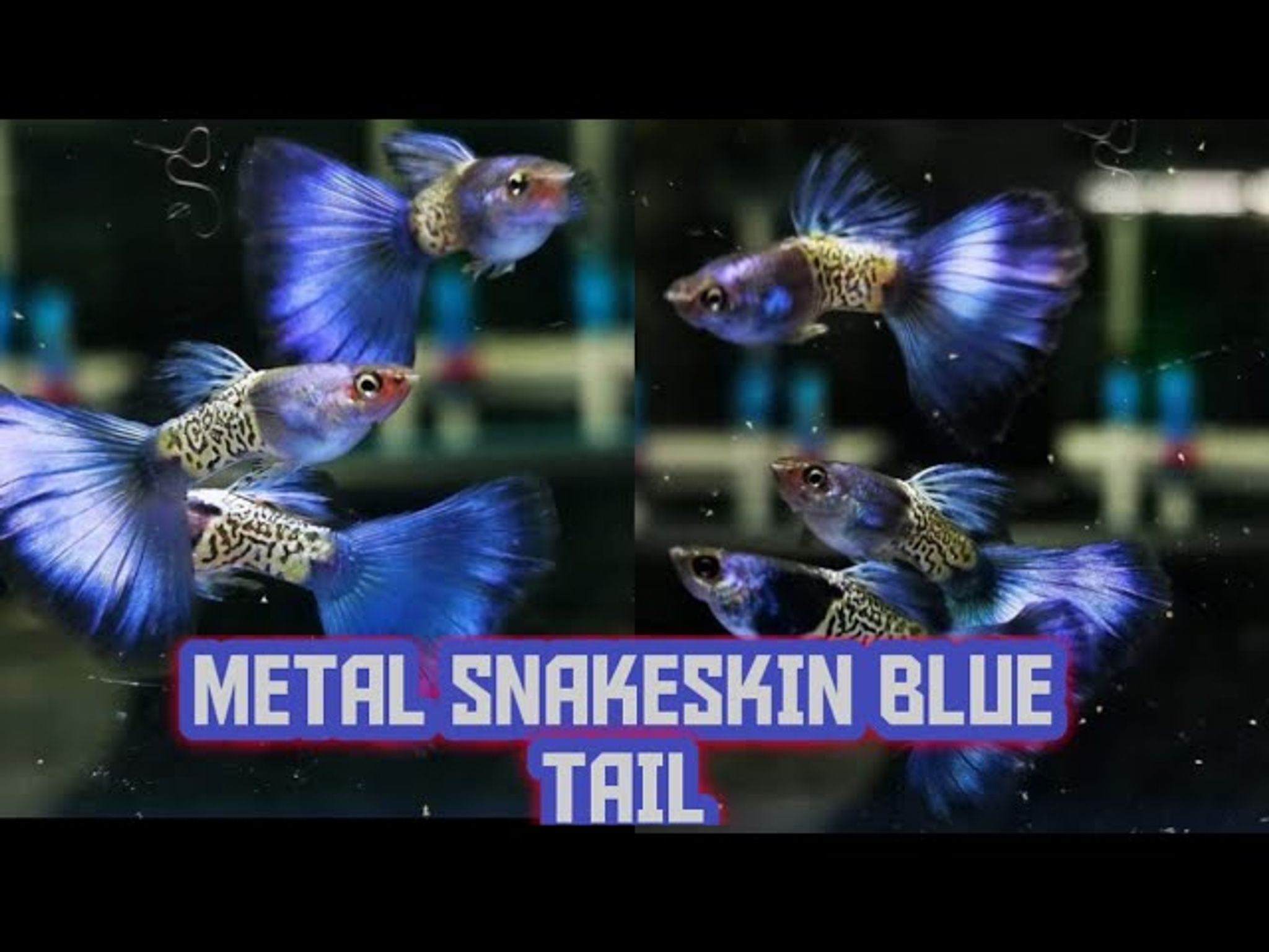 Higher Care Metal Snake Skin Blue Tail Ribbon guppy