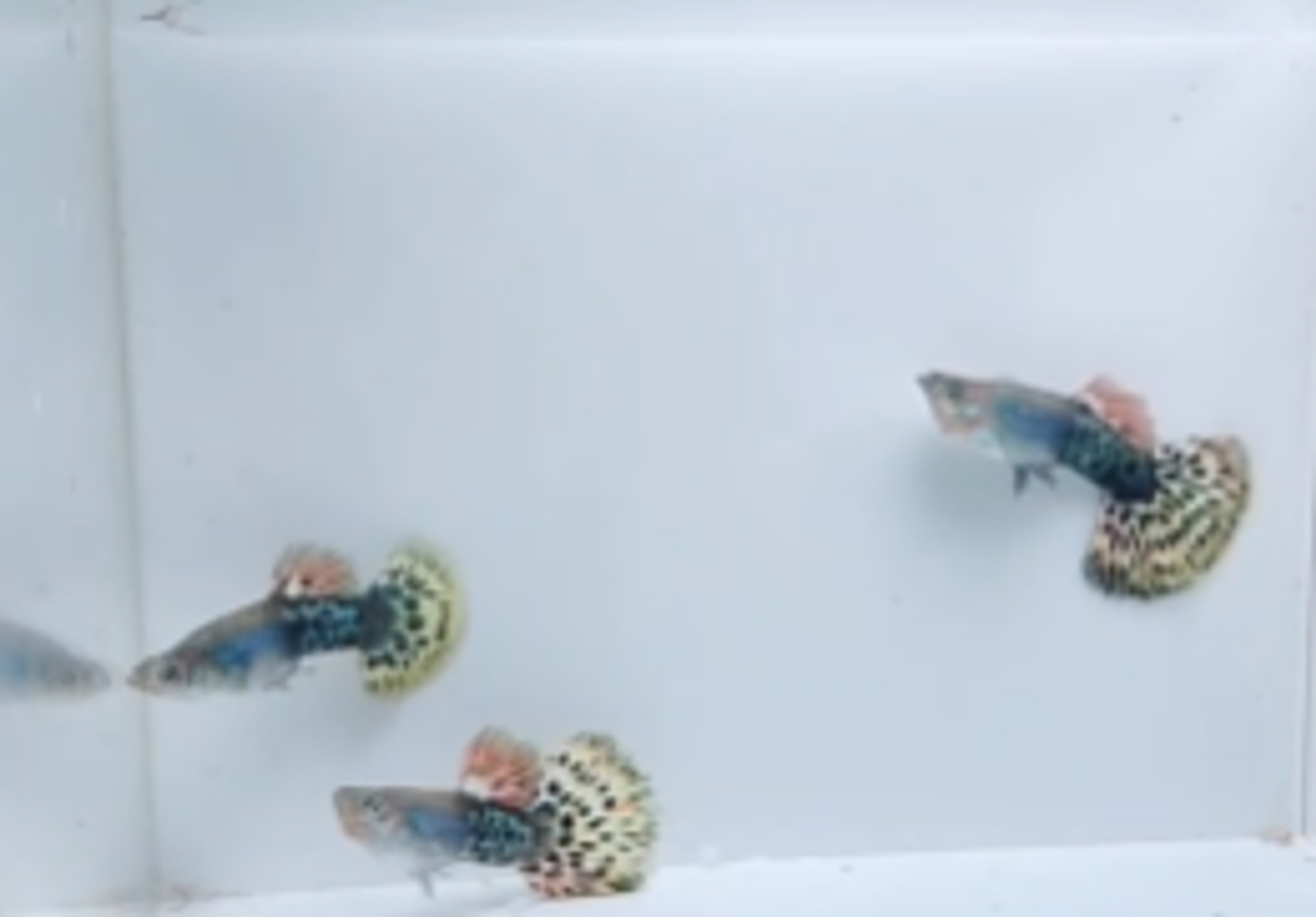 Metal leopard guppy pair