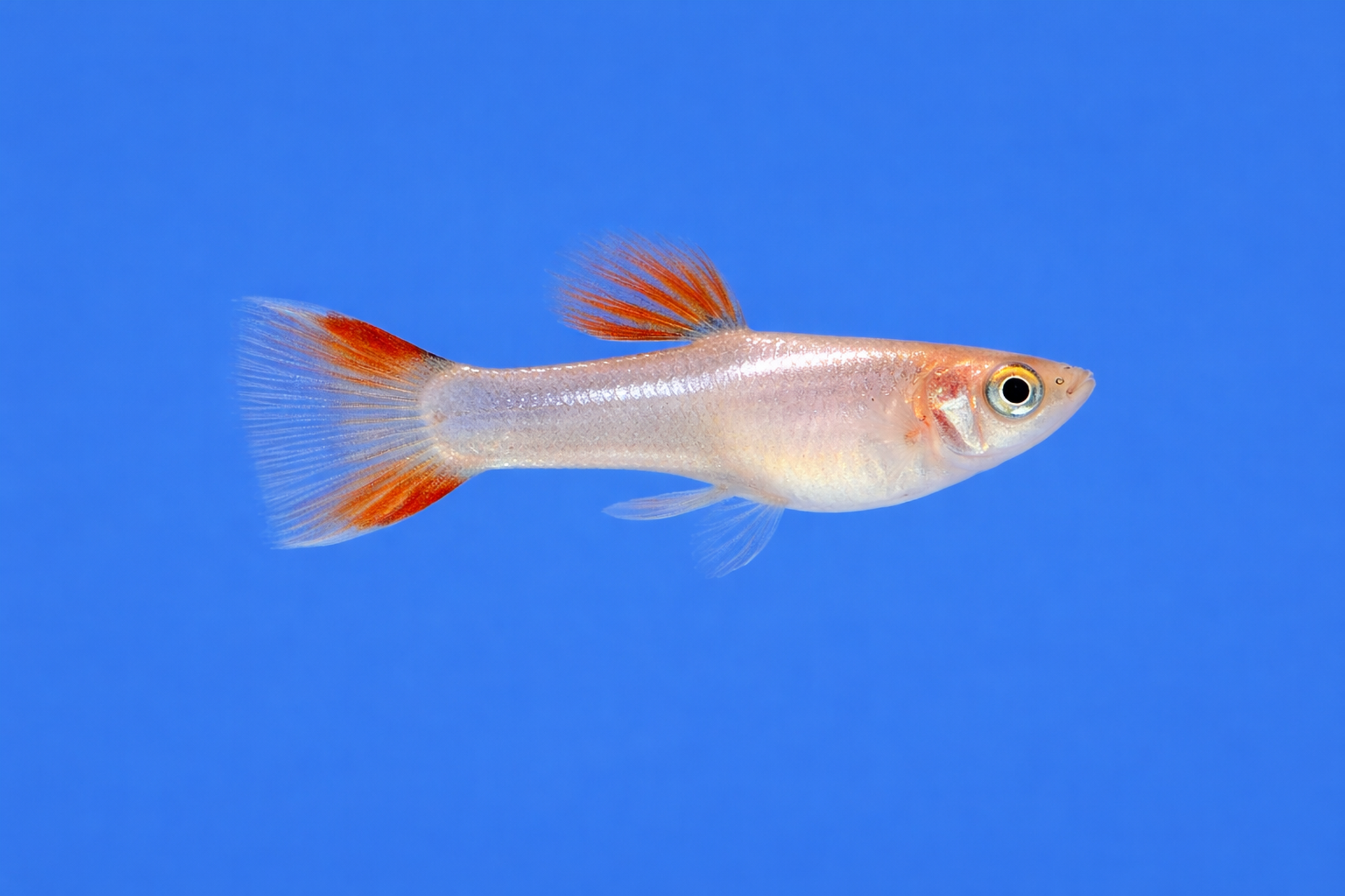 Metallic Silver Endler Guppy
