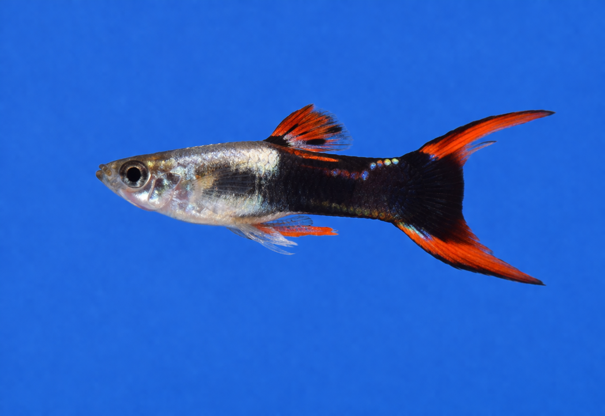 Metallic Silver Tuxedo Guppy