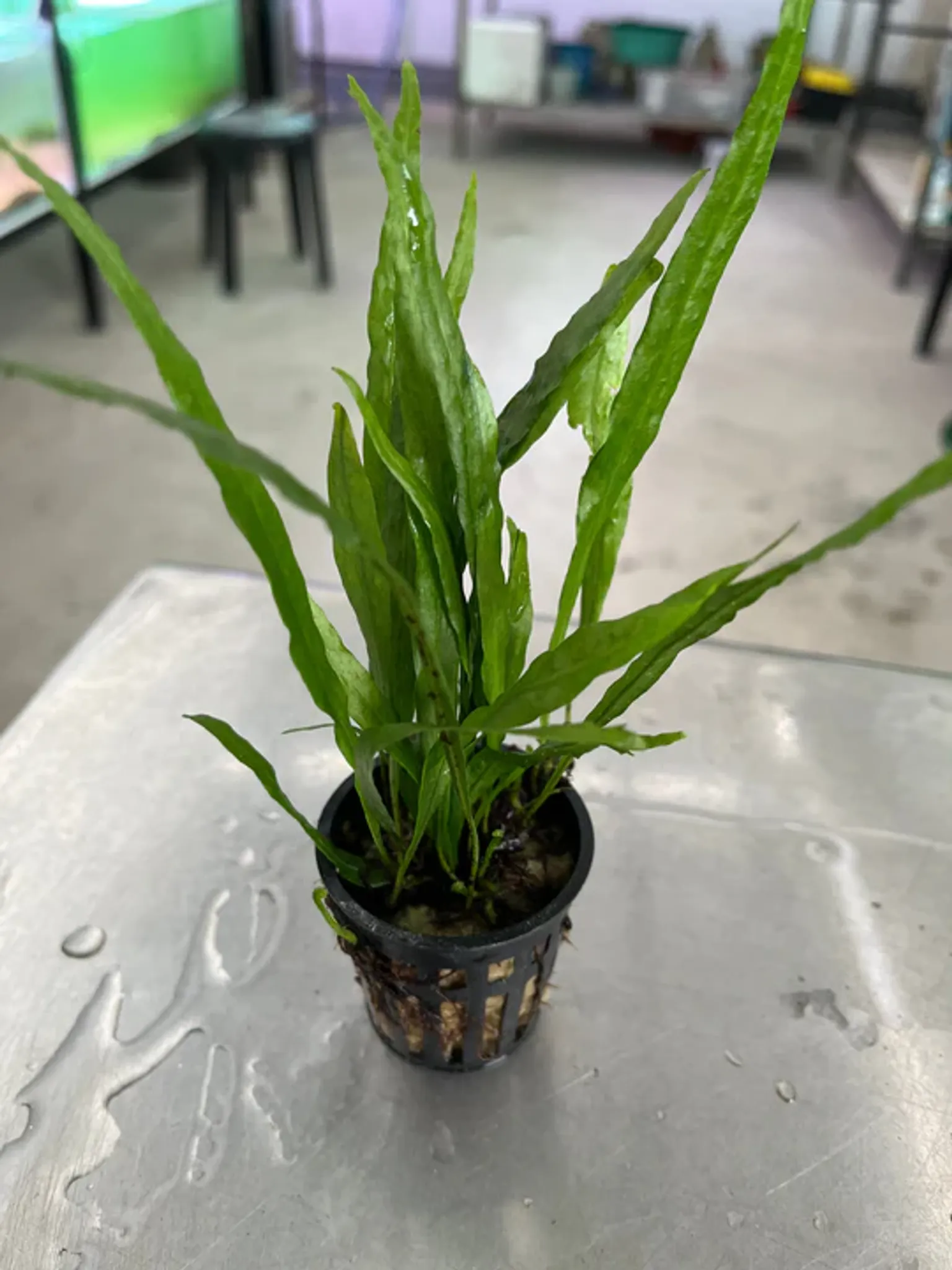 Microsorium Narrow Leaf Java Fern: Easy Aquarium Plant for Aquascaping