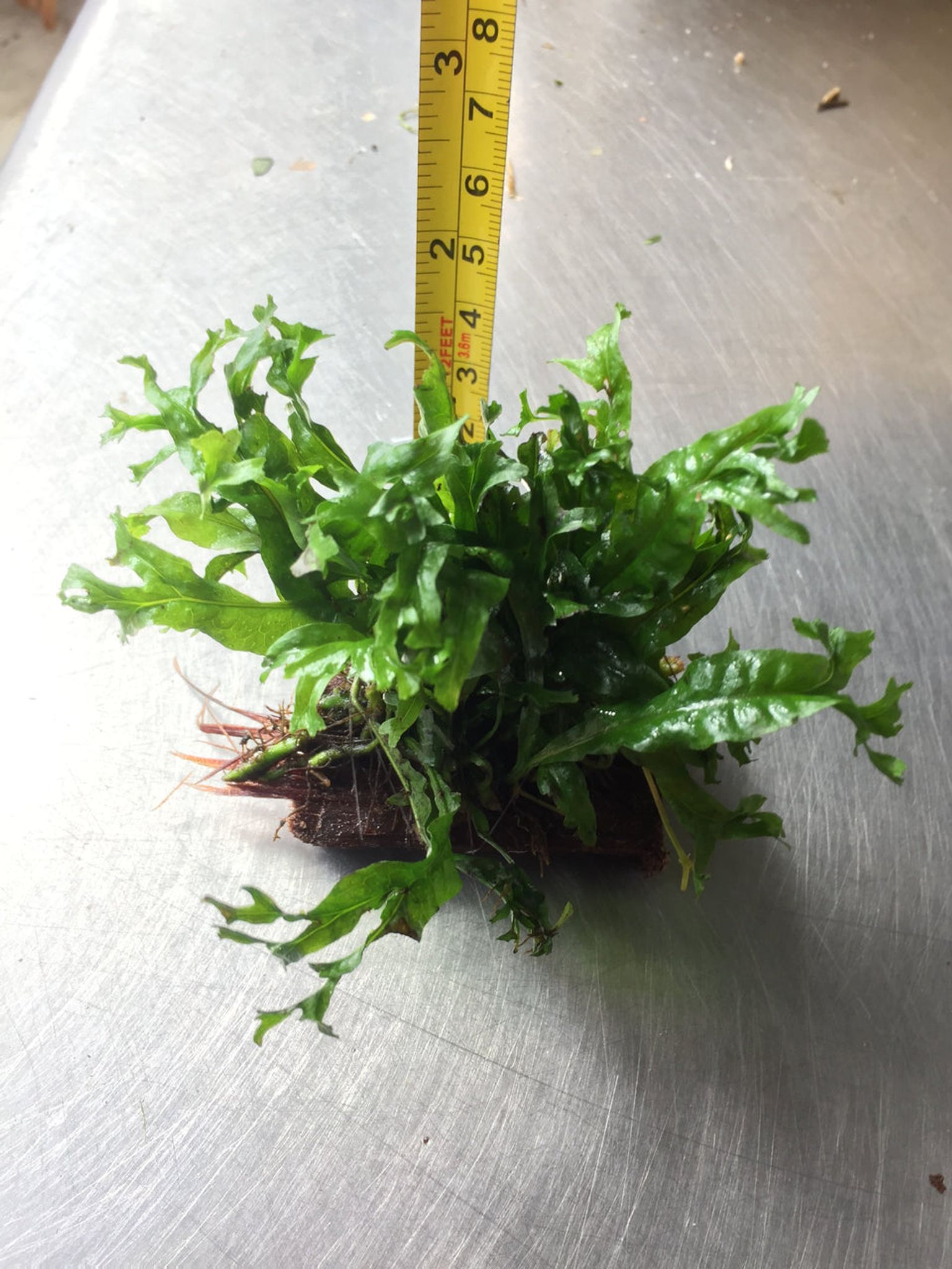 Microsorium Windelov Java Fern Tied to Mini Driftwood for Aquarium Aquascape