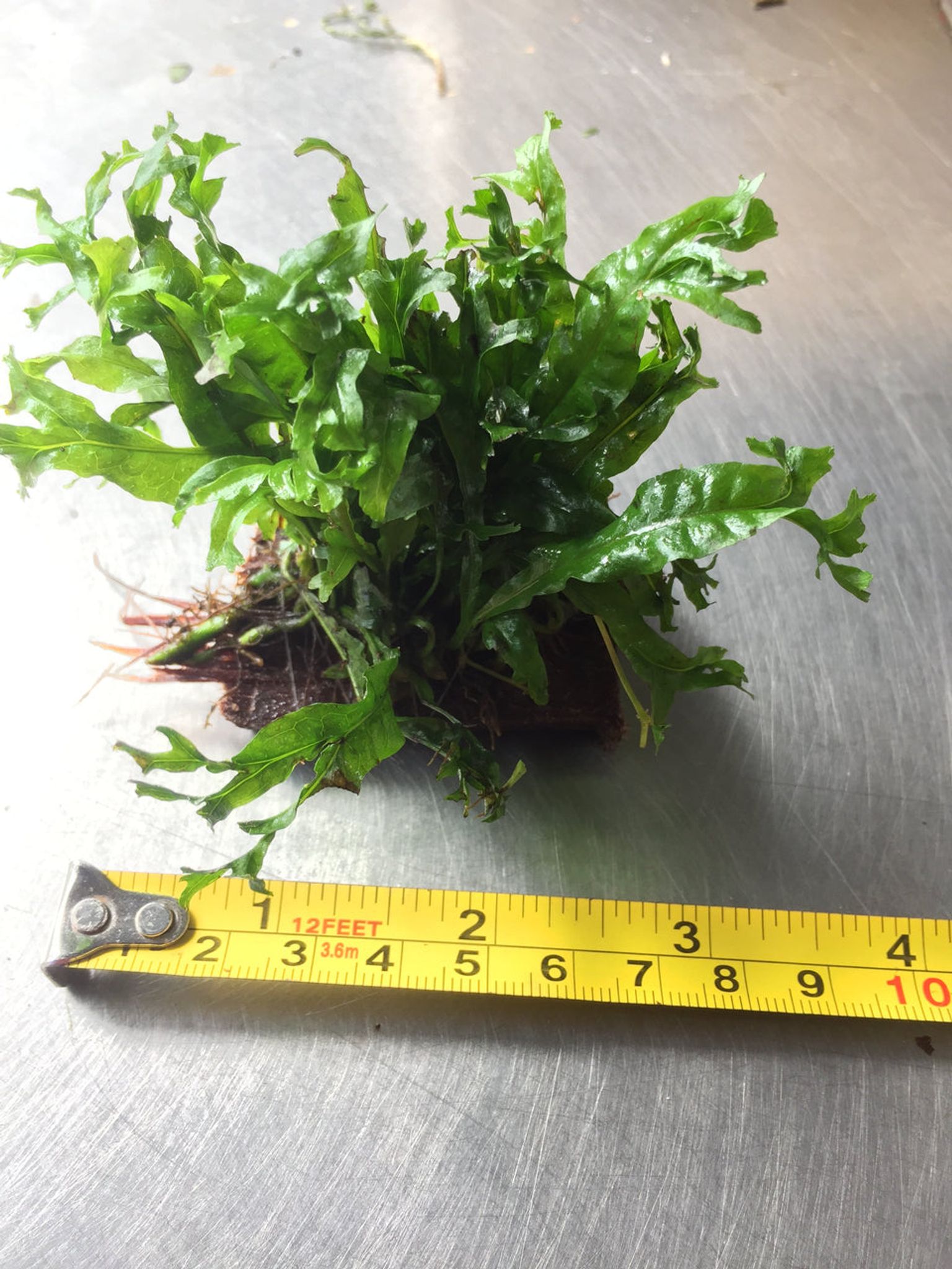 Microsorium Windelov Java Fern Tied to Mini Driftwood for Aquarium Aquascape