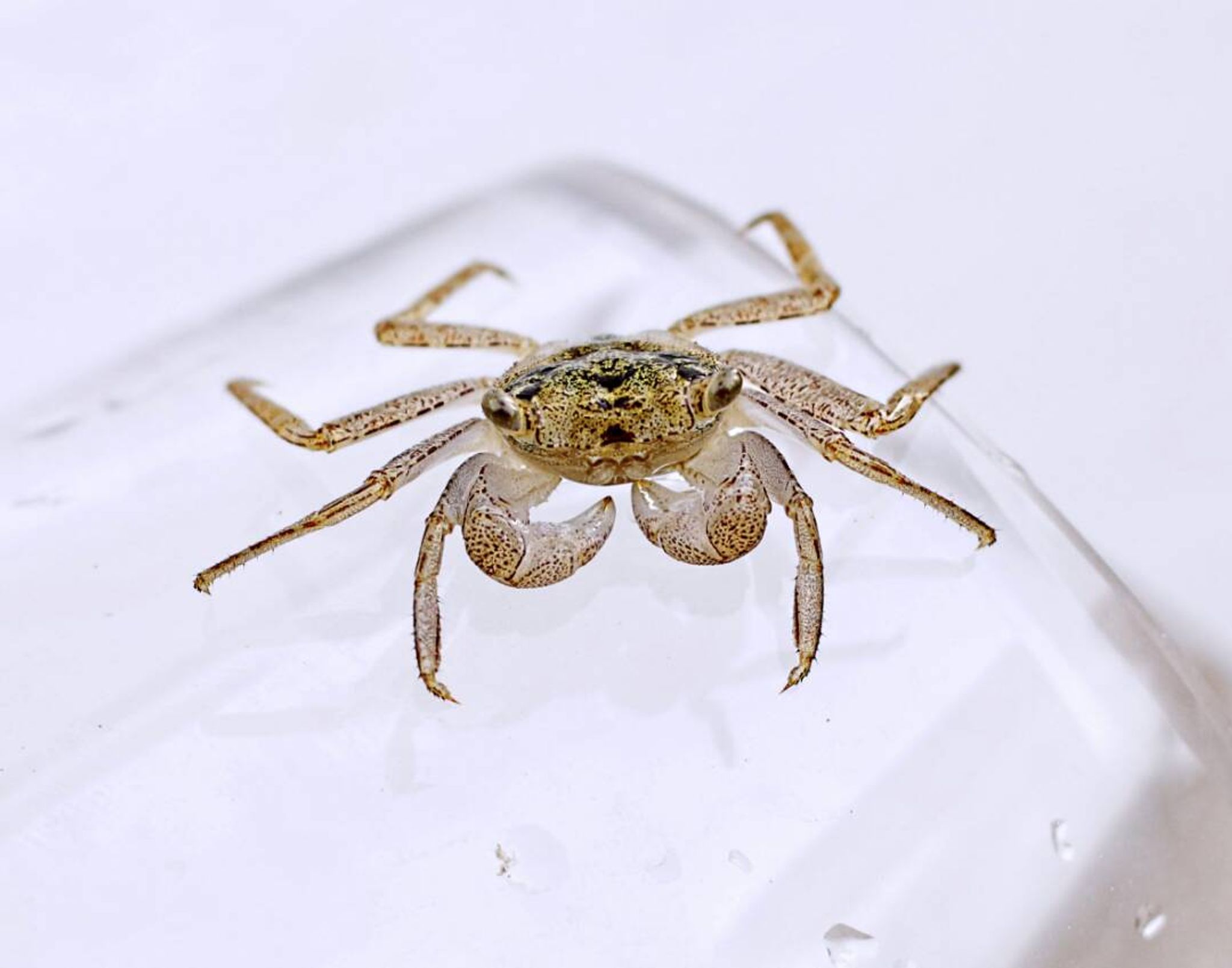 Midget Mangrove Crab (Ilyoplax sp.)