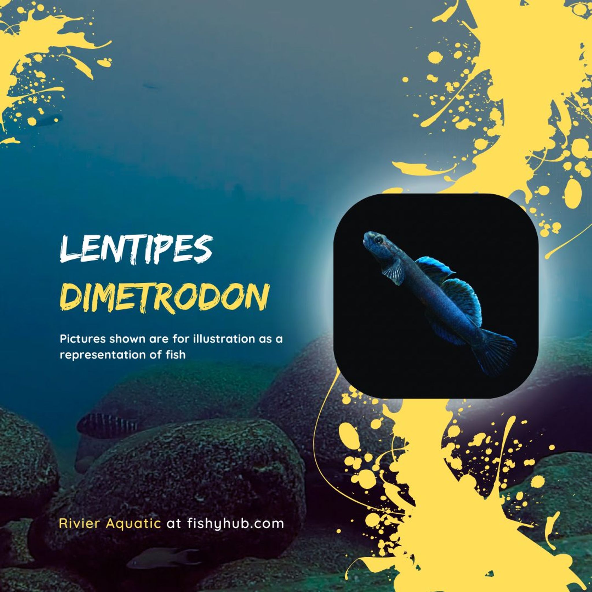 Midnight Goby (Lentipes Dimetrodon)