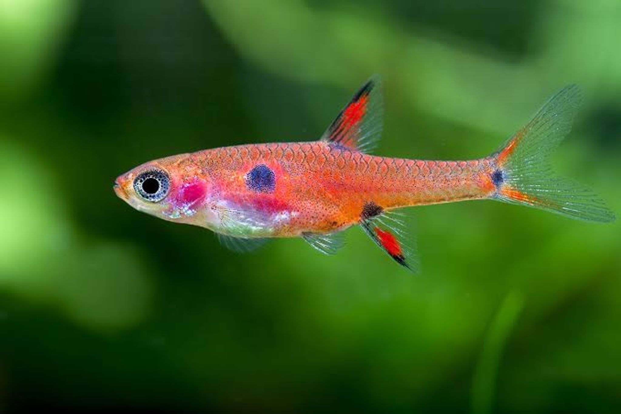 Mini Dwarf Rasbora