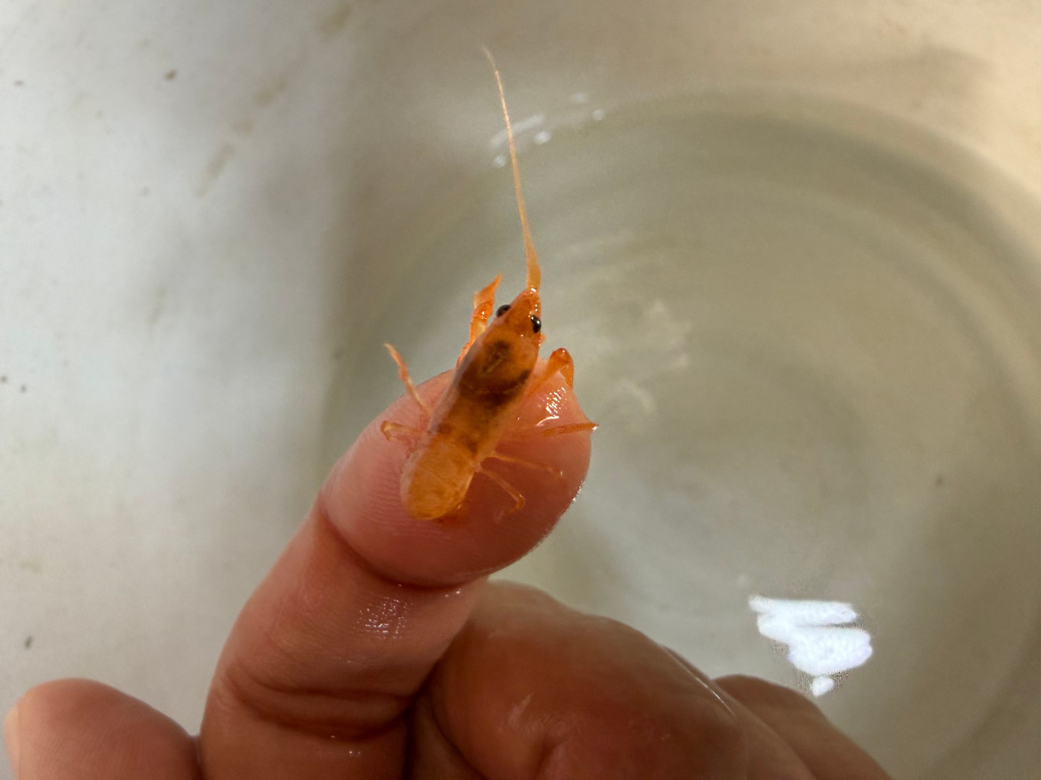 Mini Mexican crayfish dwarf cpo CPO