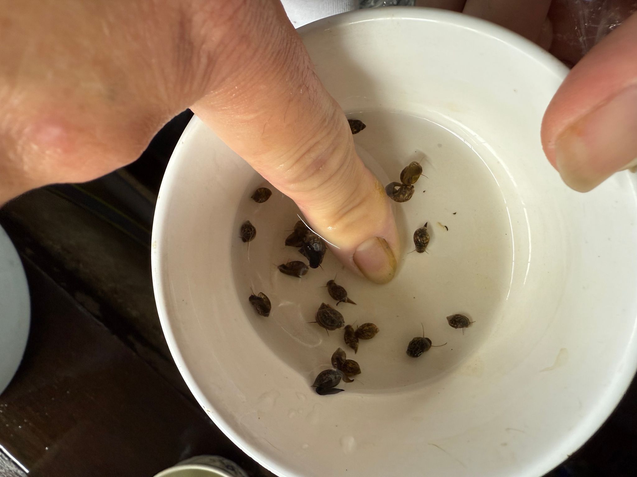 Mini pond snails feeders