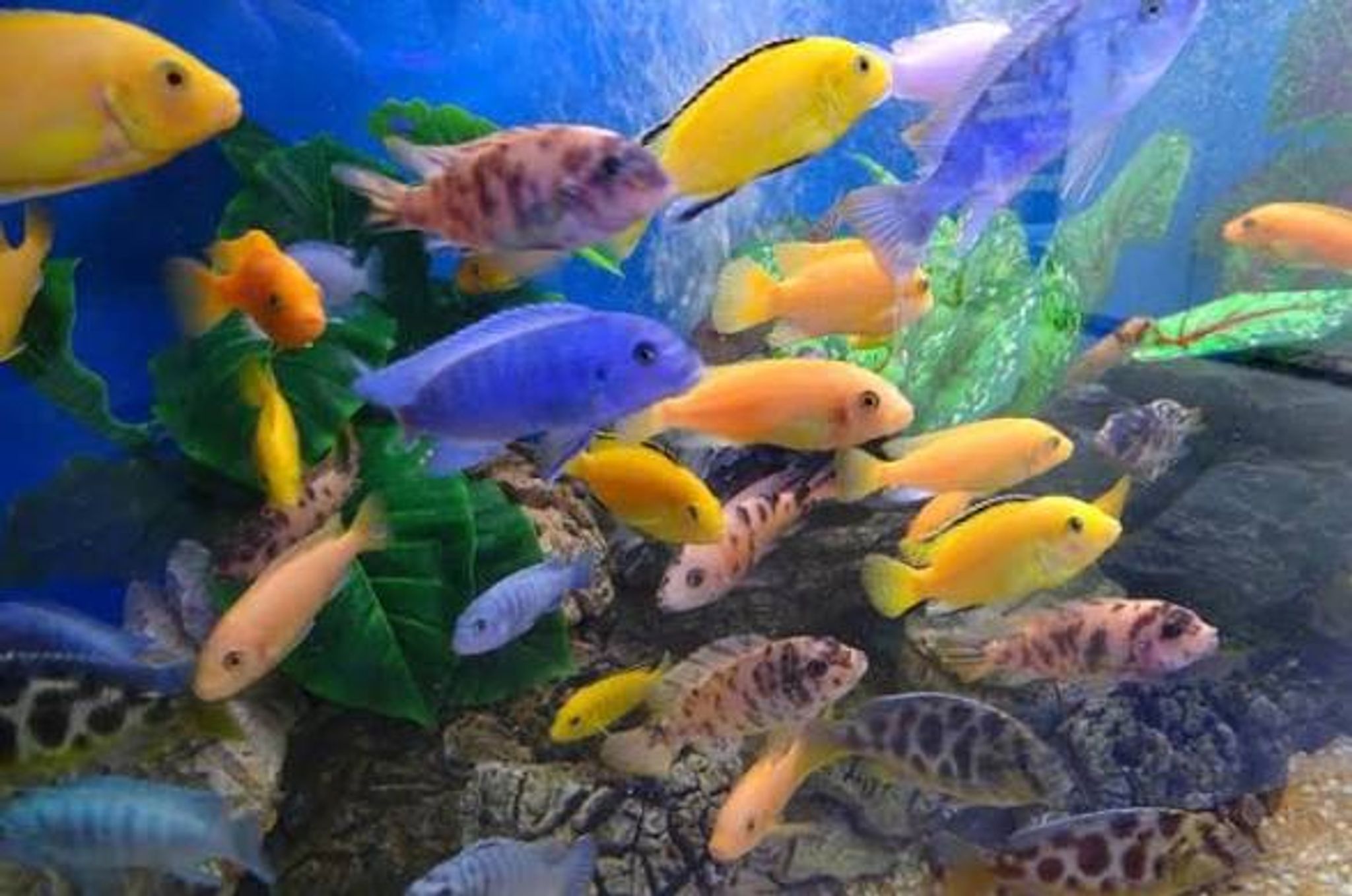 Mixed Cichlids