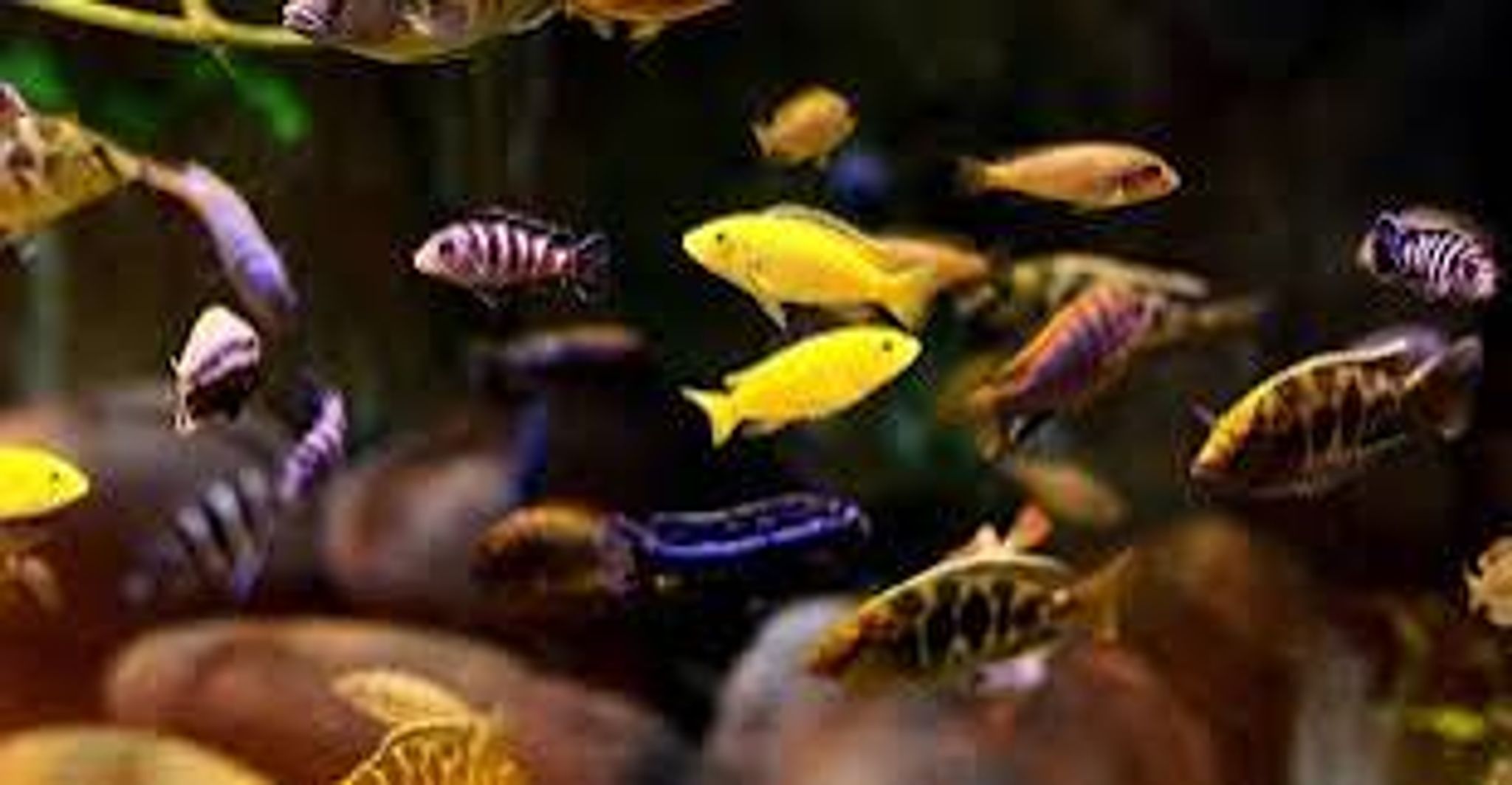 Mixed Cichlids
