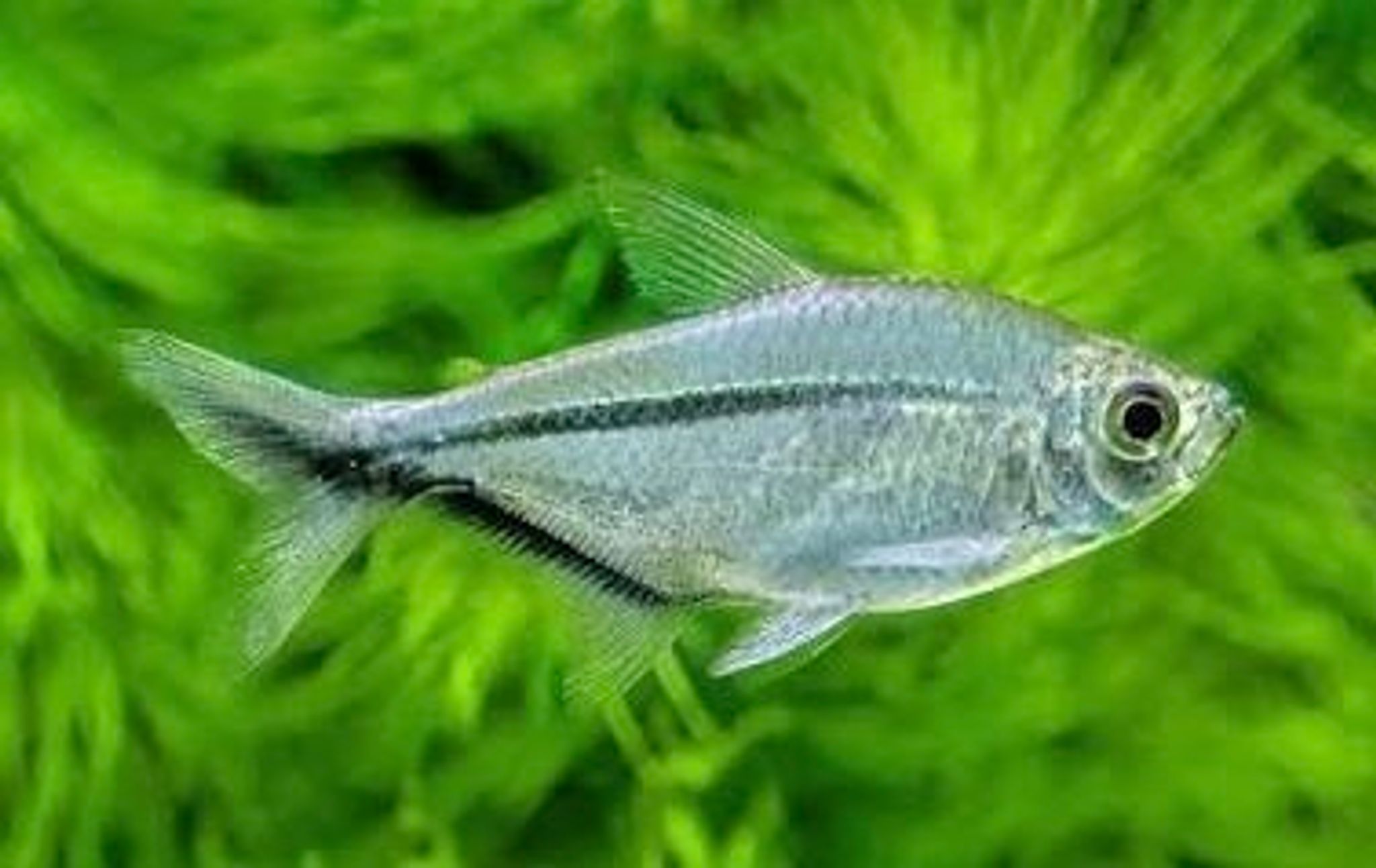 Moenkhausia Costae tetra L