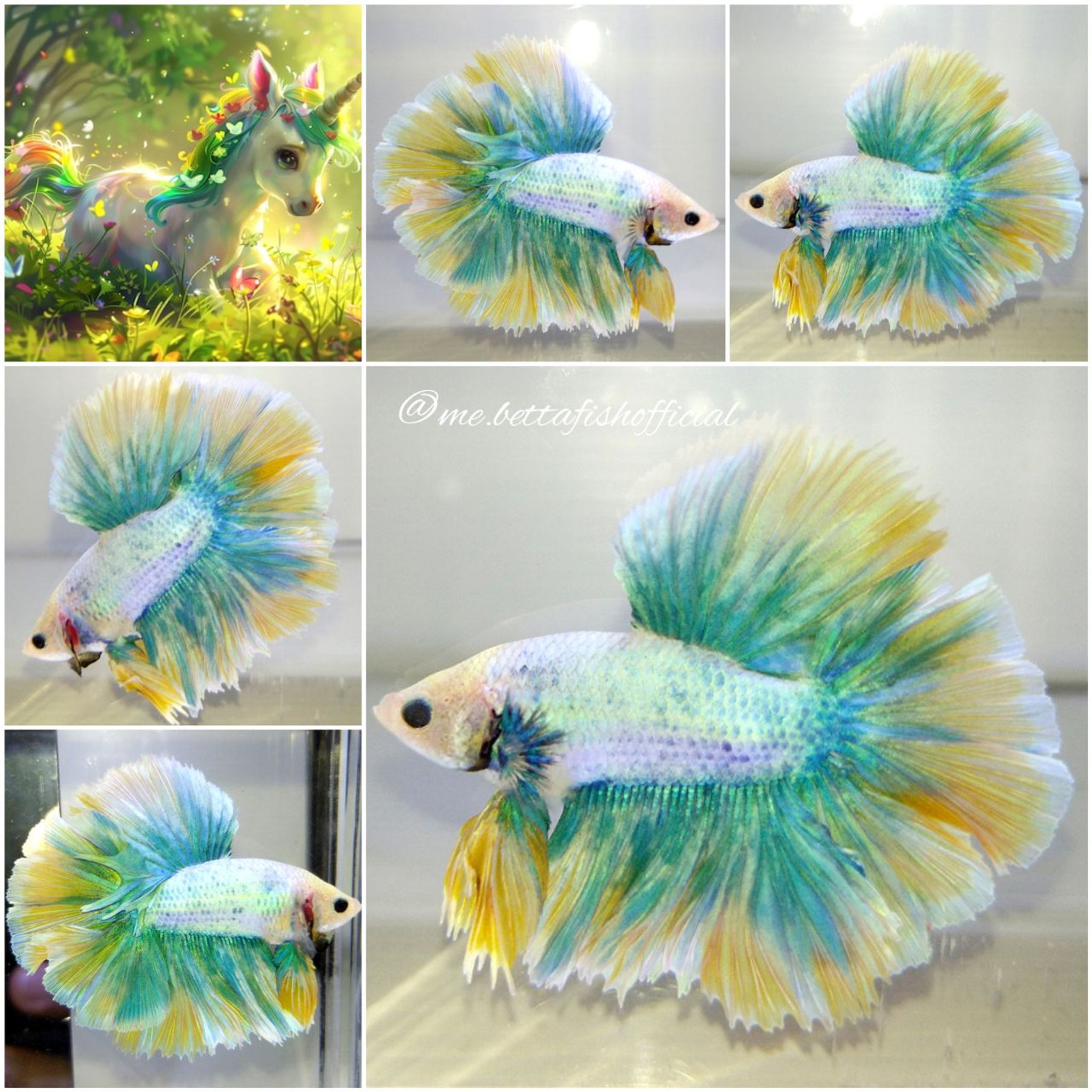 Mohawk Style Grizzle Aurora ( Double Tail )