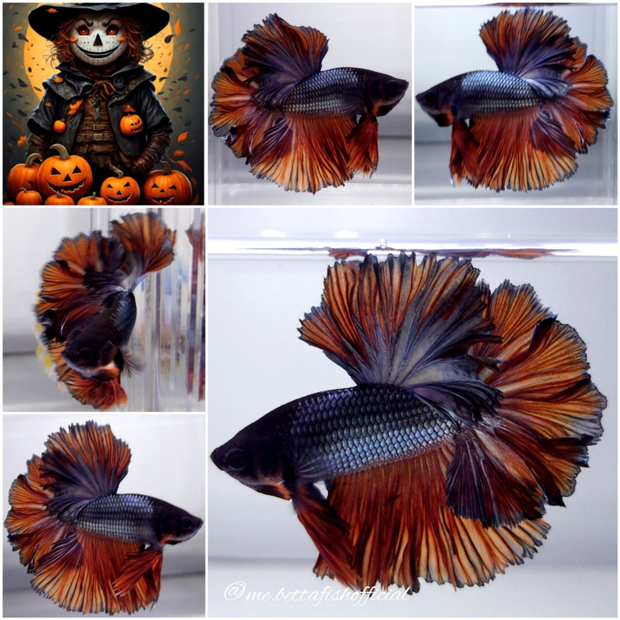 Mohawk Style Halloween Series