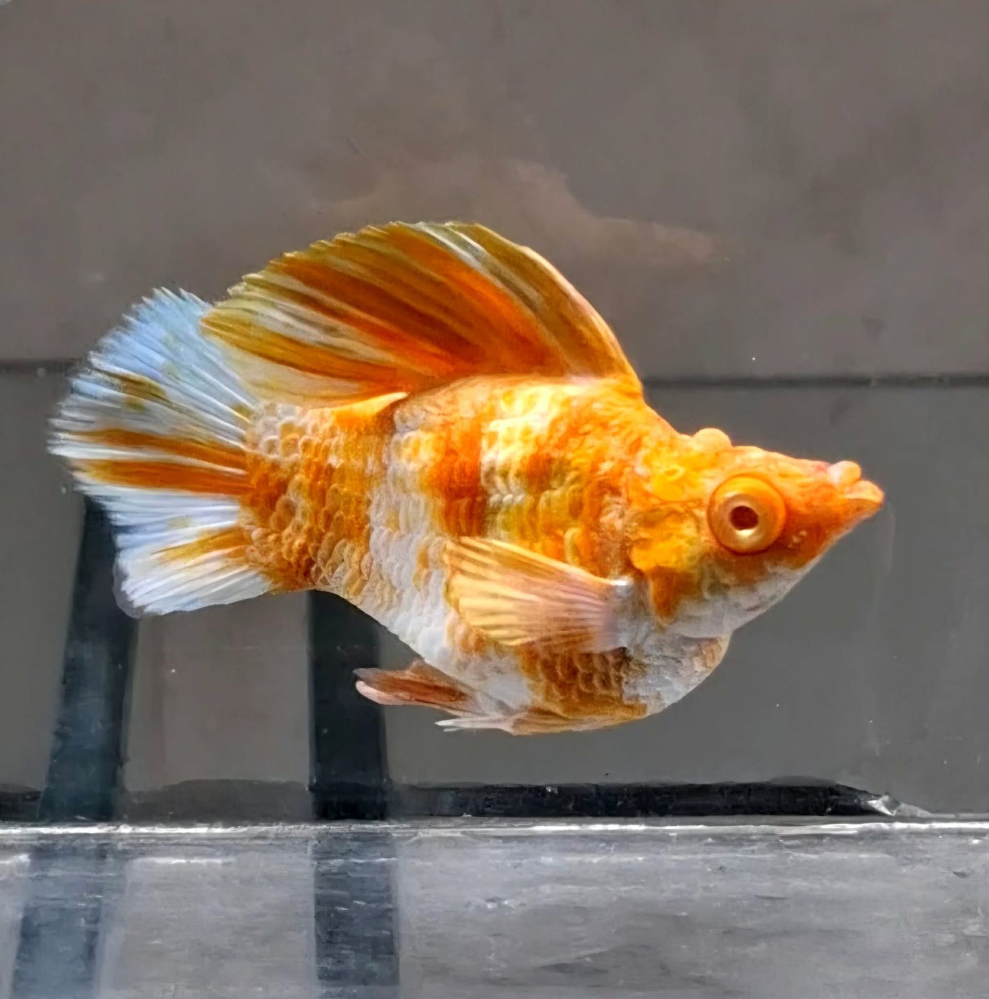 Molly Albino Caramel
