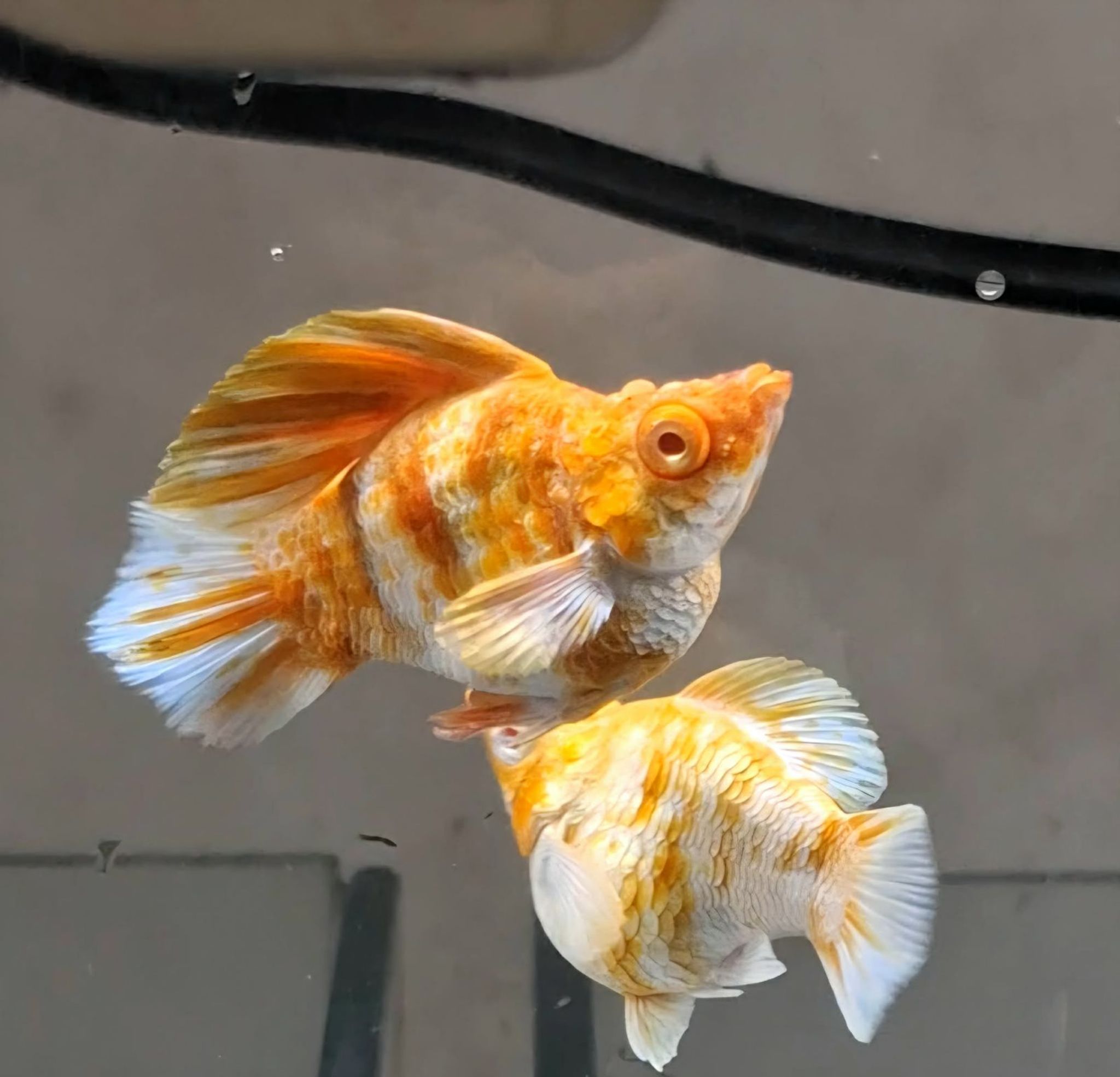 Molly Albino Caramel