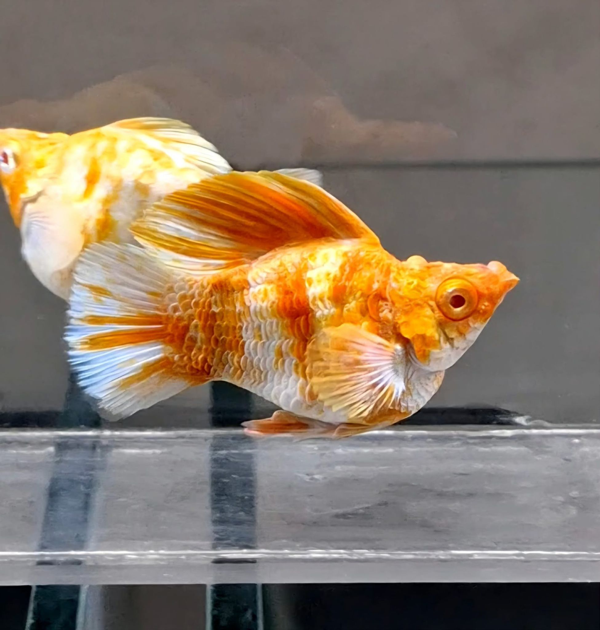 Molly Albino Caramel