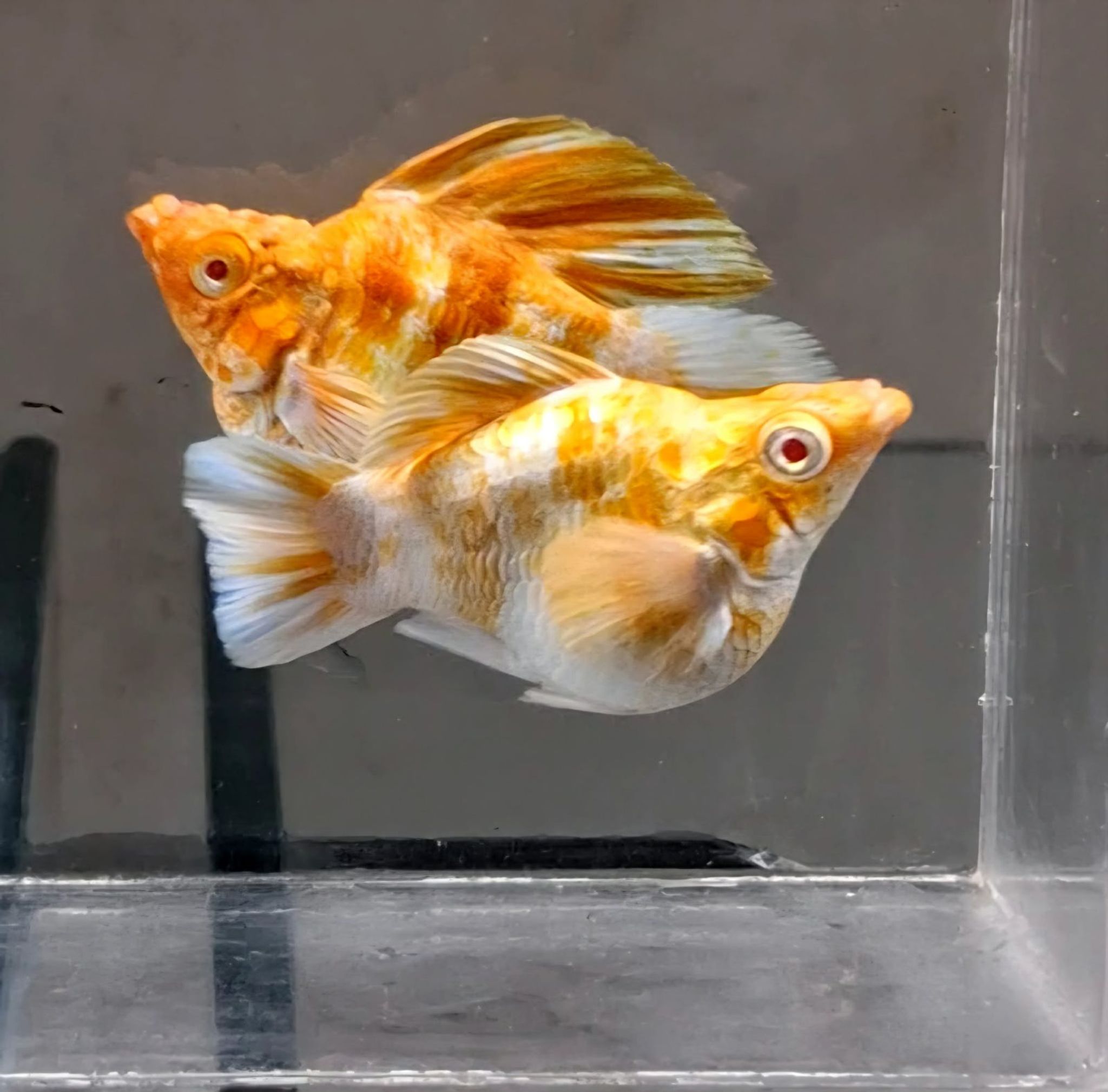 Molly Albino Caramel