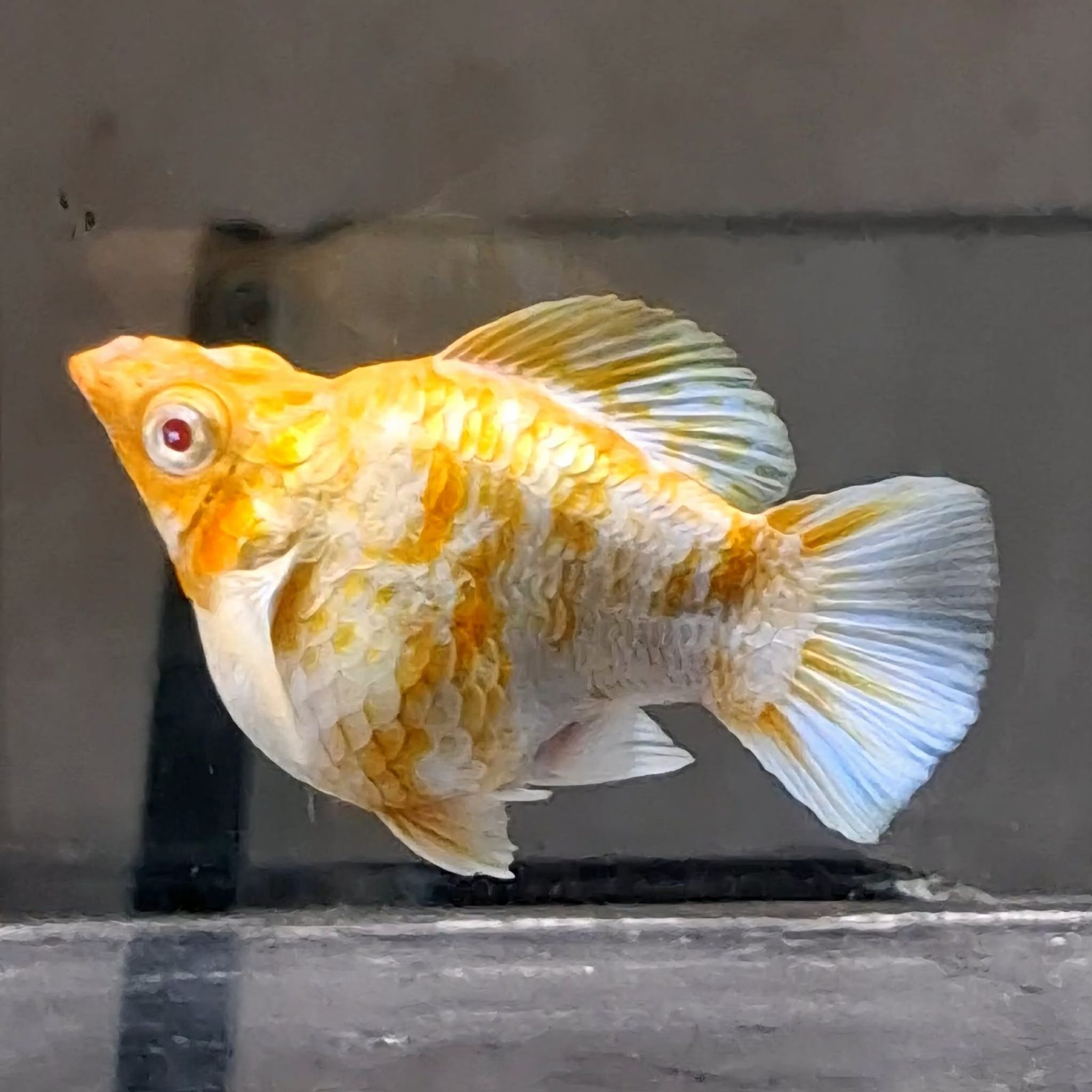 Molly Albino Caramel