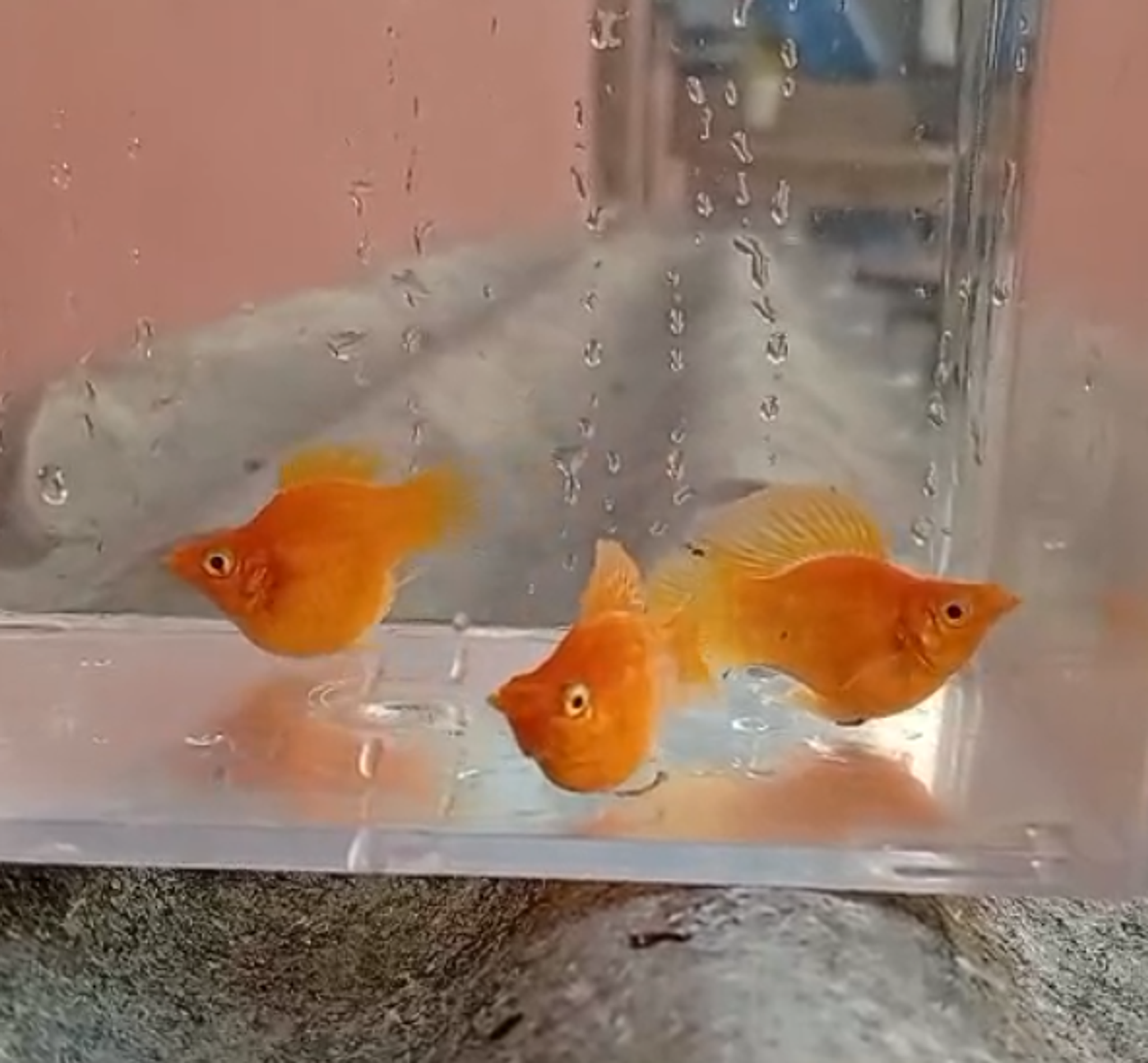 Molly Fish Orange Sunkist Top Grade