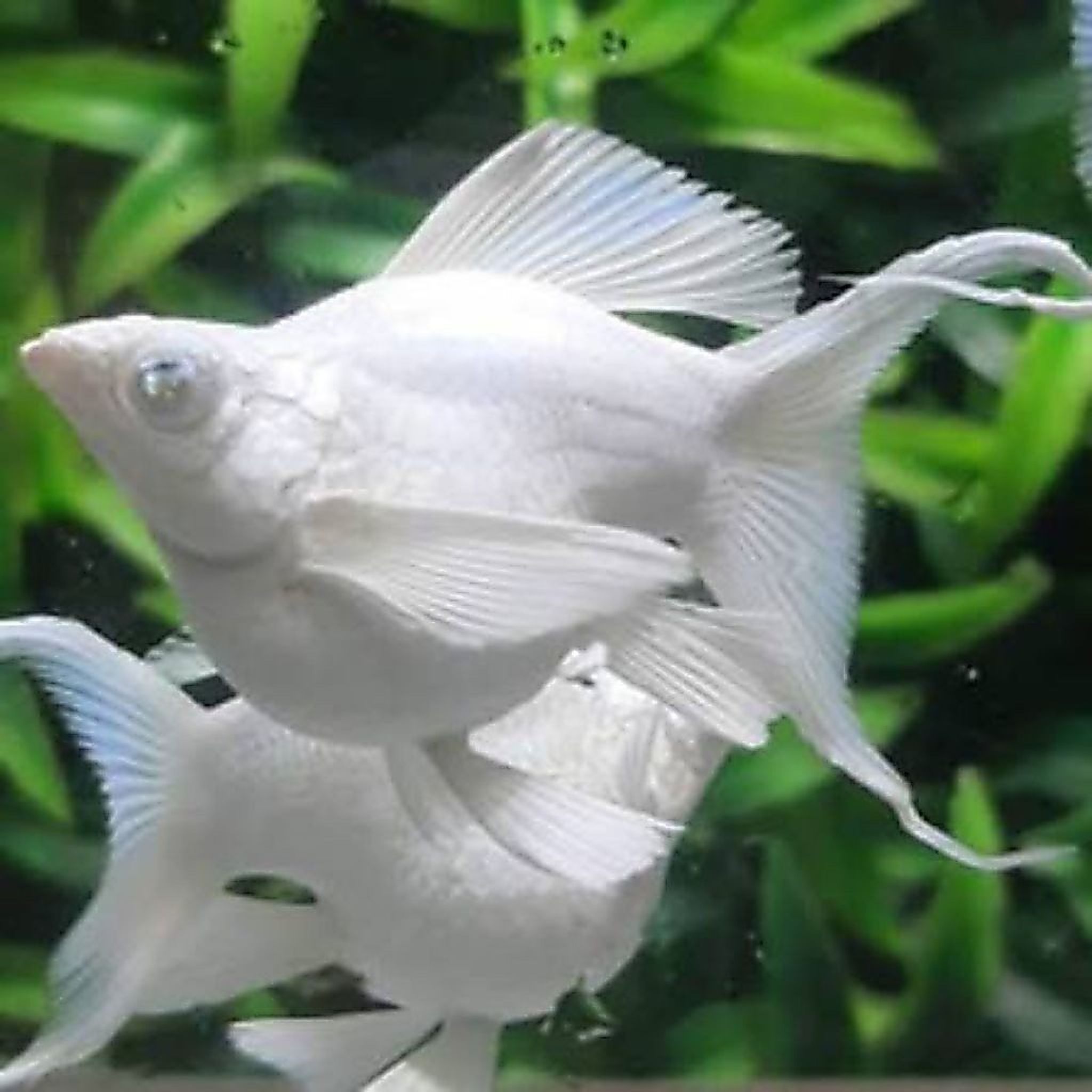 Molly Platinum Female Male (Copy)