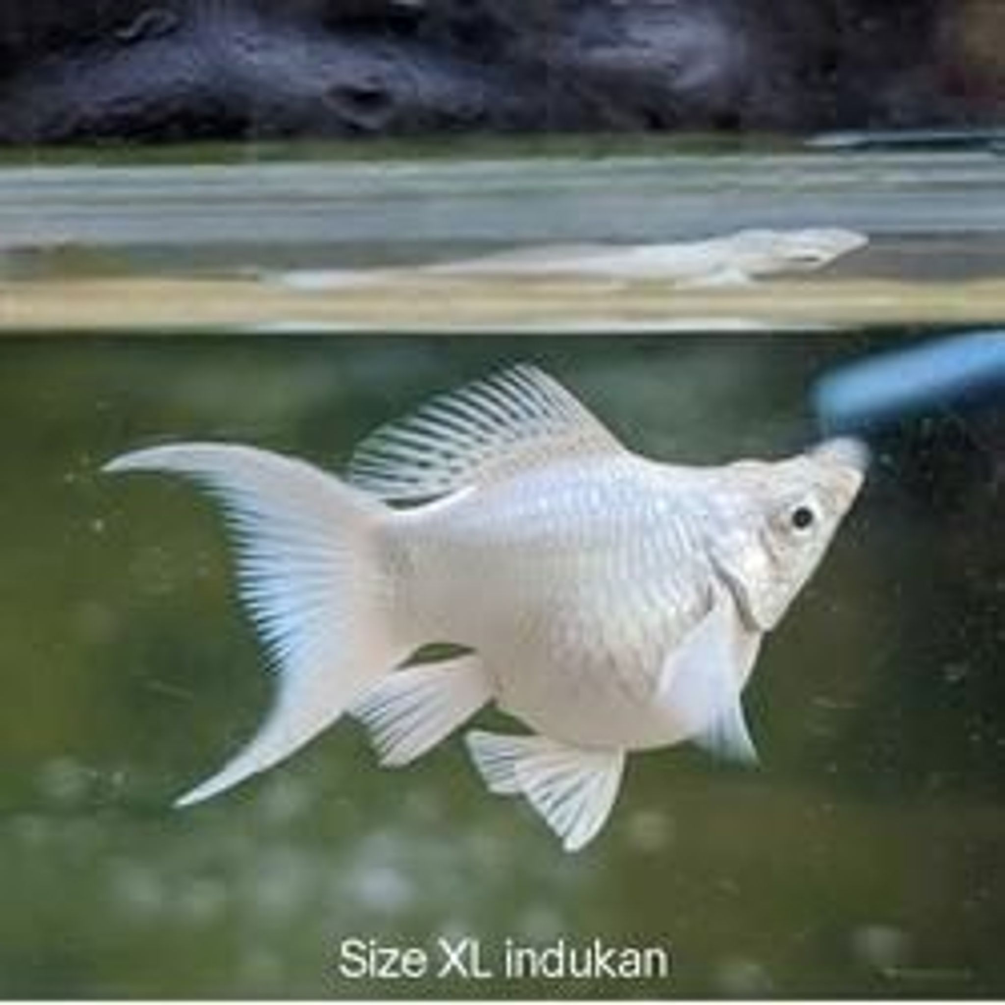 Molly Platinum Female Male (Copy)