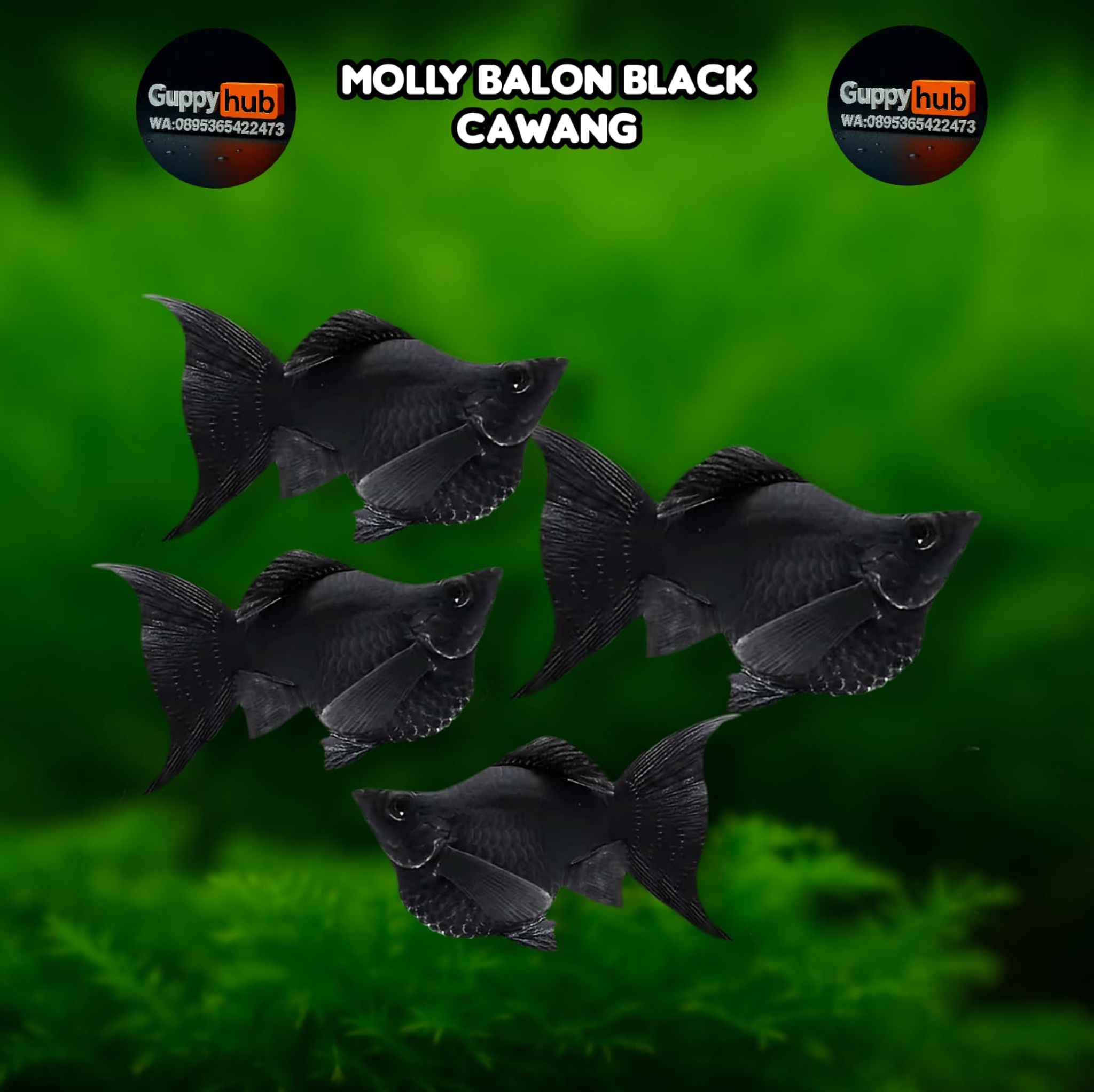 Molly black cawang