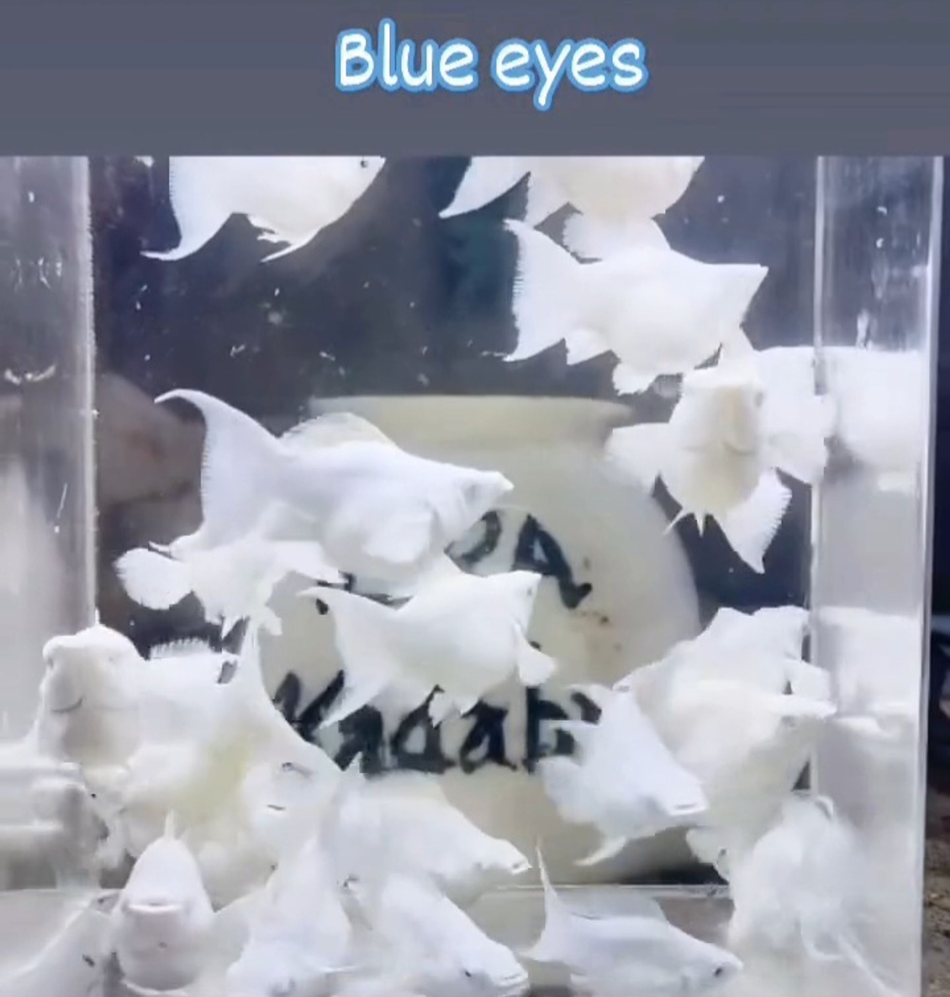 Molly platinum lyretail Blue eye
