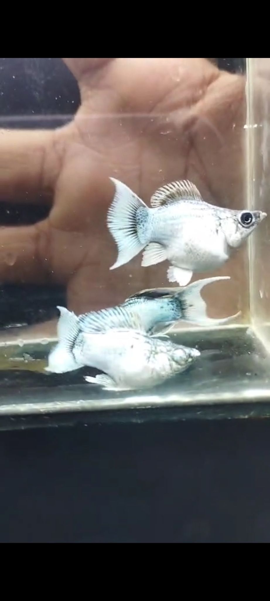 Molly silver elektrik blue eye