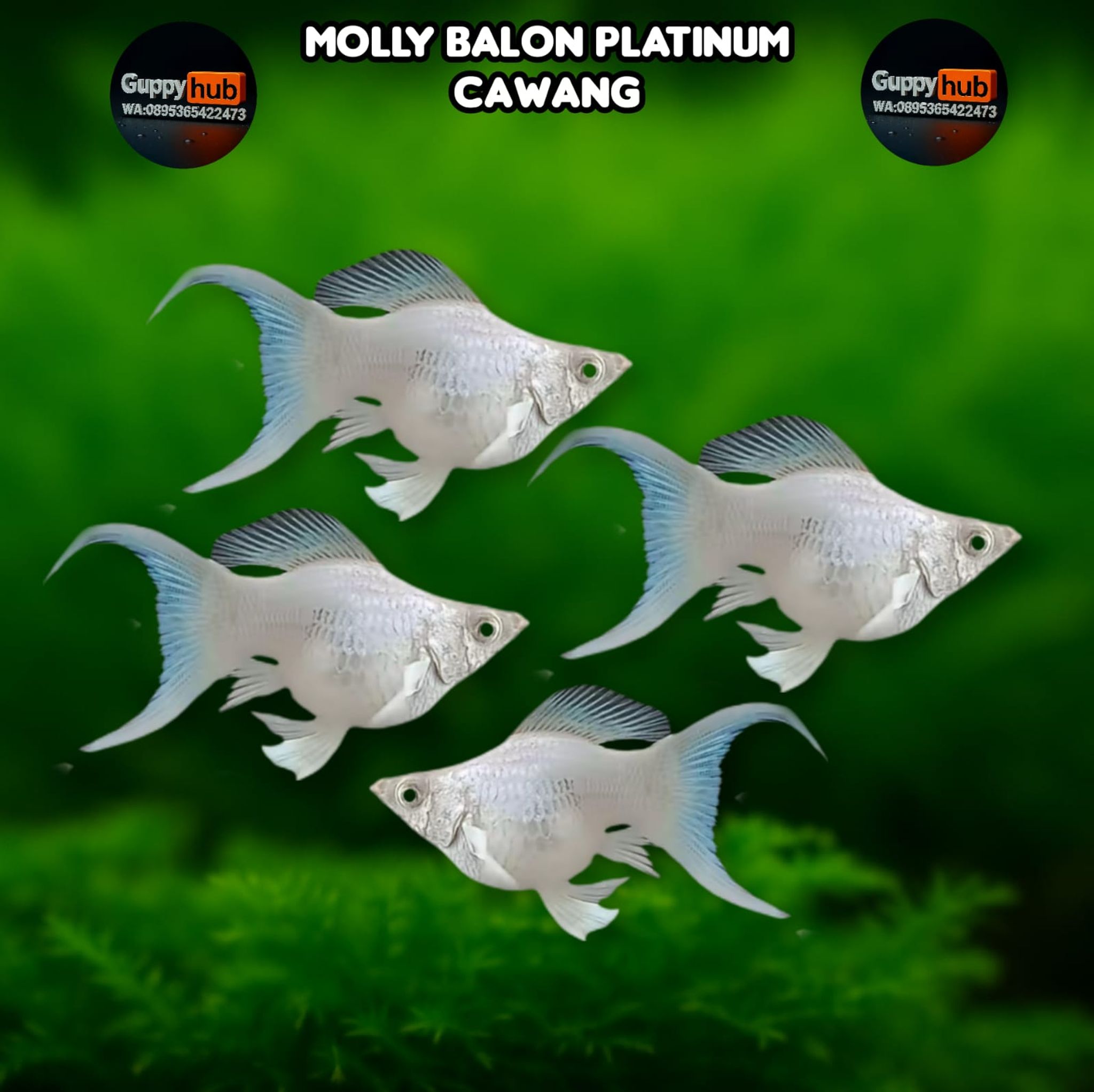 Molly white platinum cawang