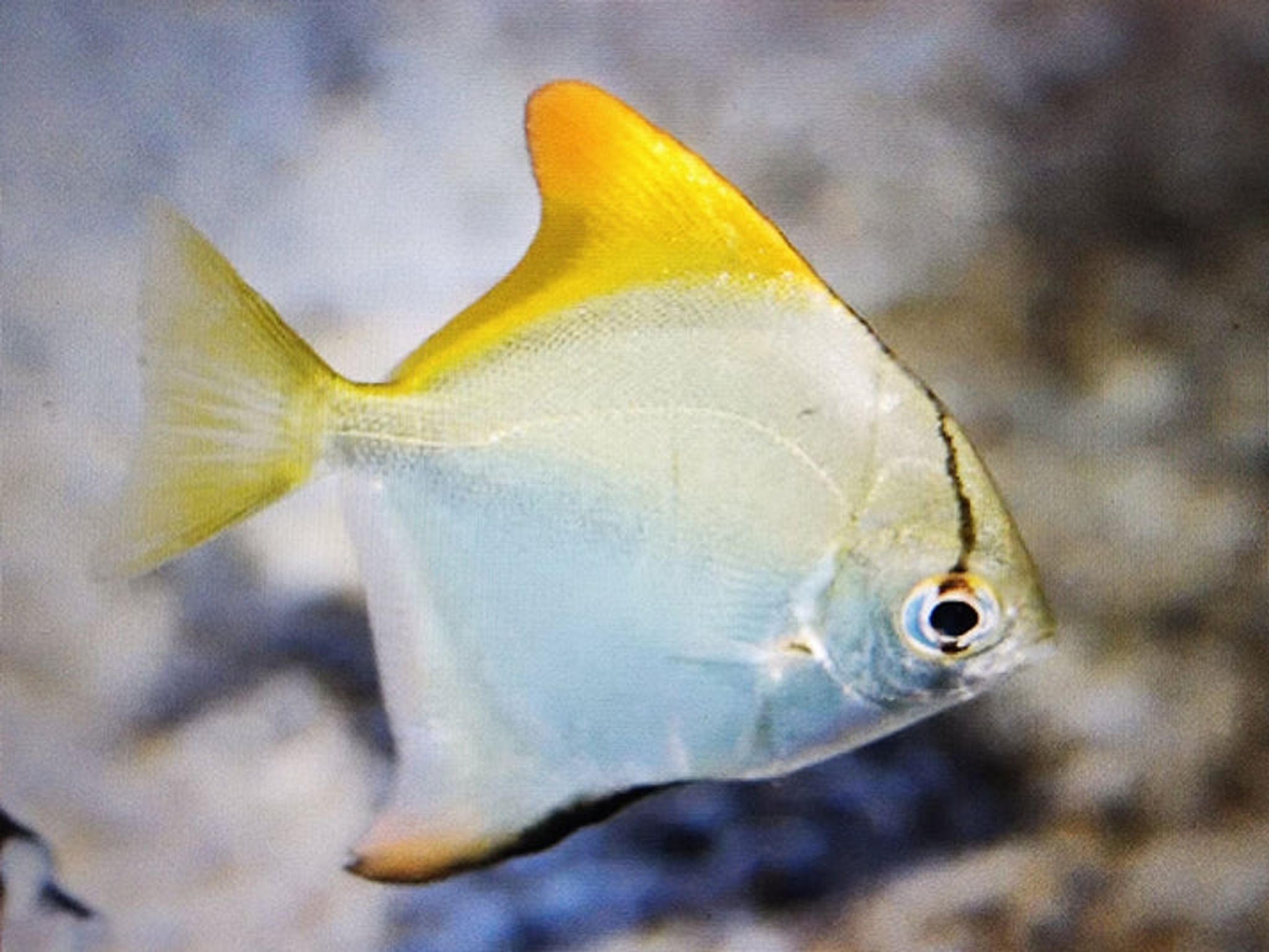 Mono Argenteus 6cm