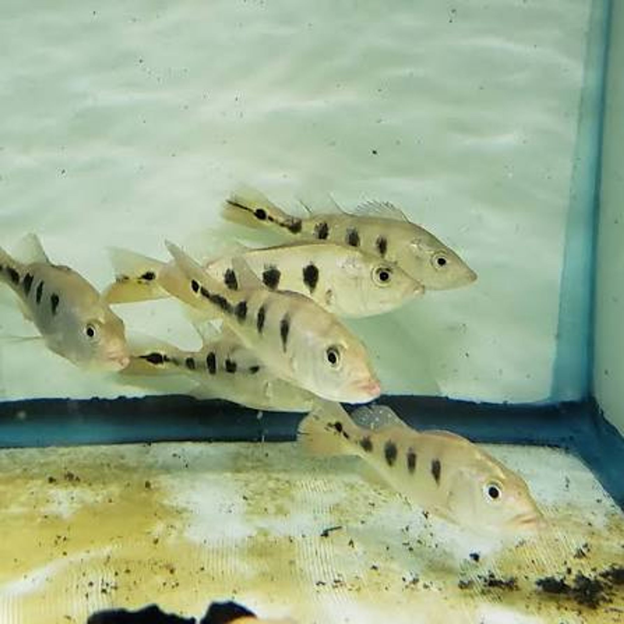 Monoculus Peacock Bass