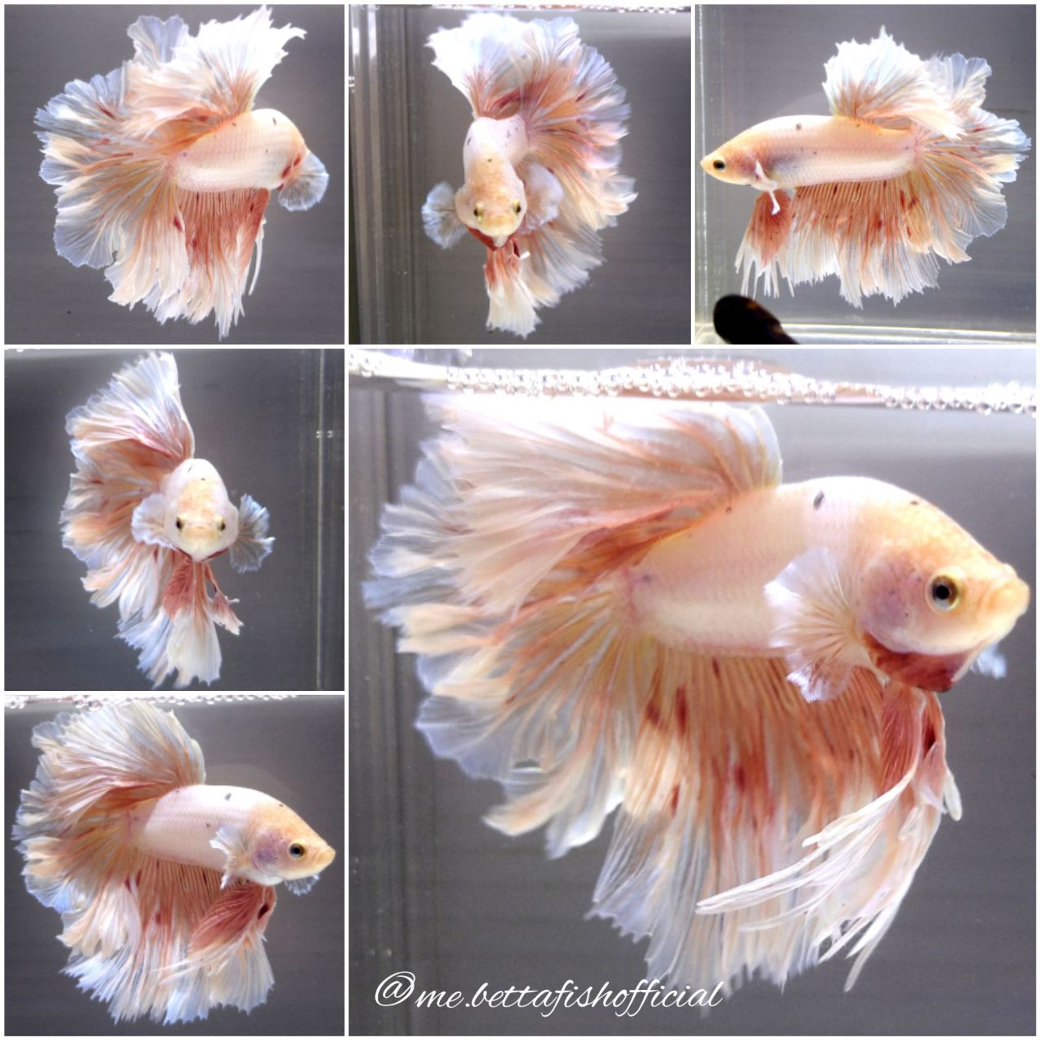 Monster Feather Tail Armageddon