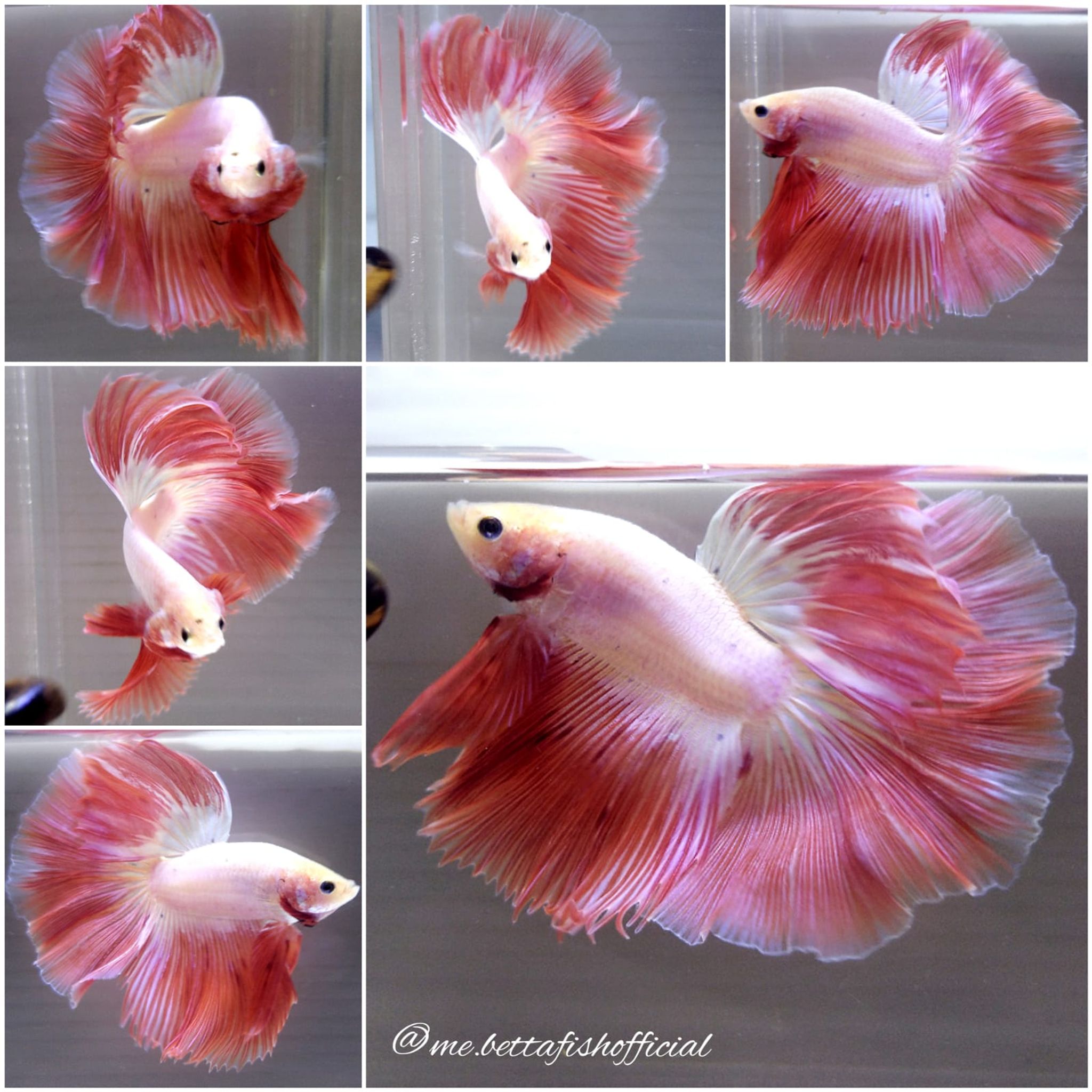 Monster Fullmoon Sweet Pink