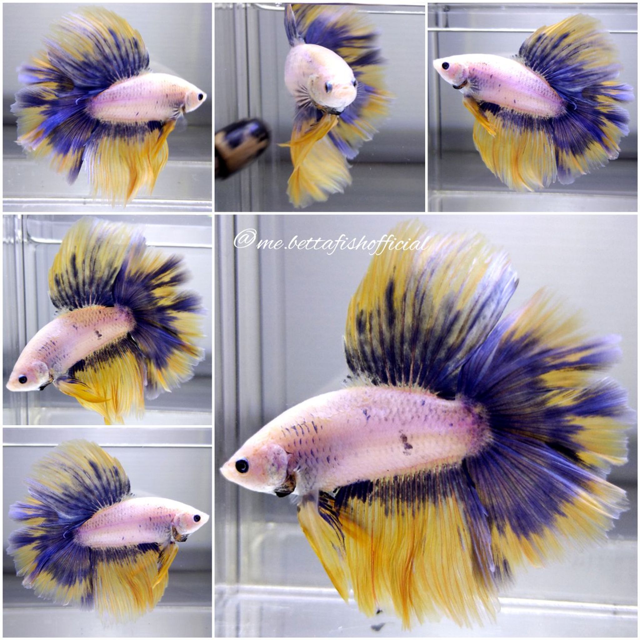Monster Halfmoon Double Rosetail Grizzle